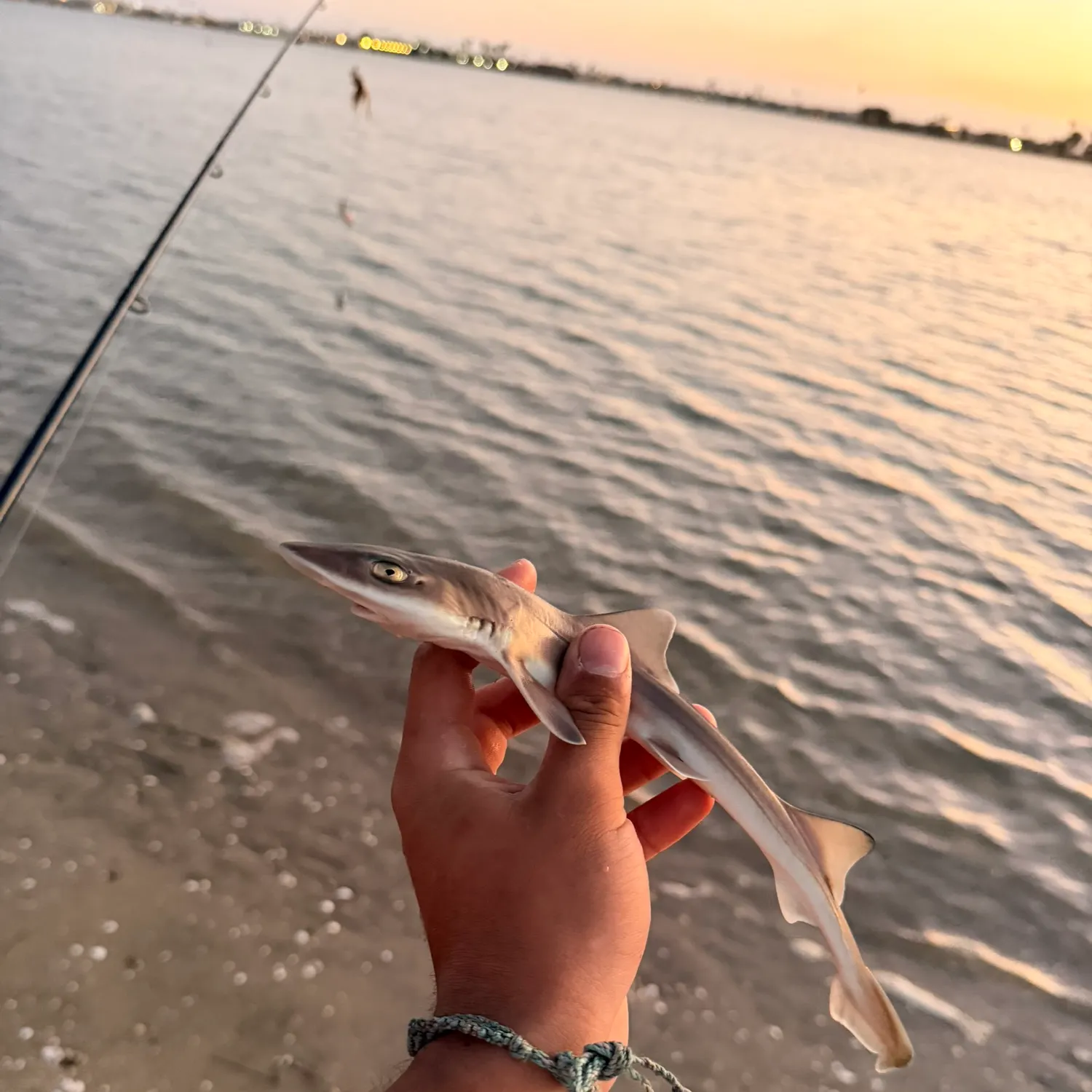 The most recent Grey smooth-hound catches on Fishbrain