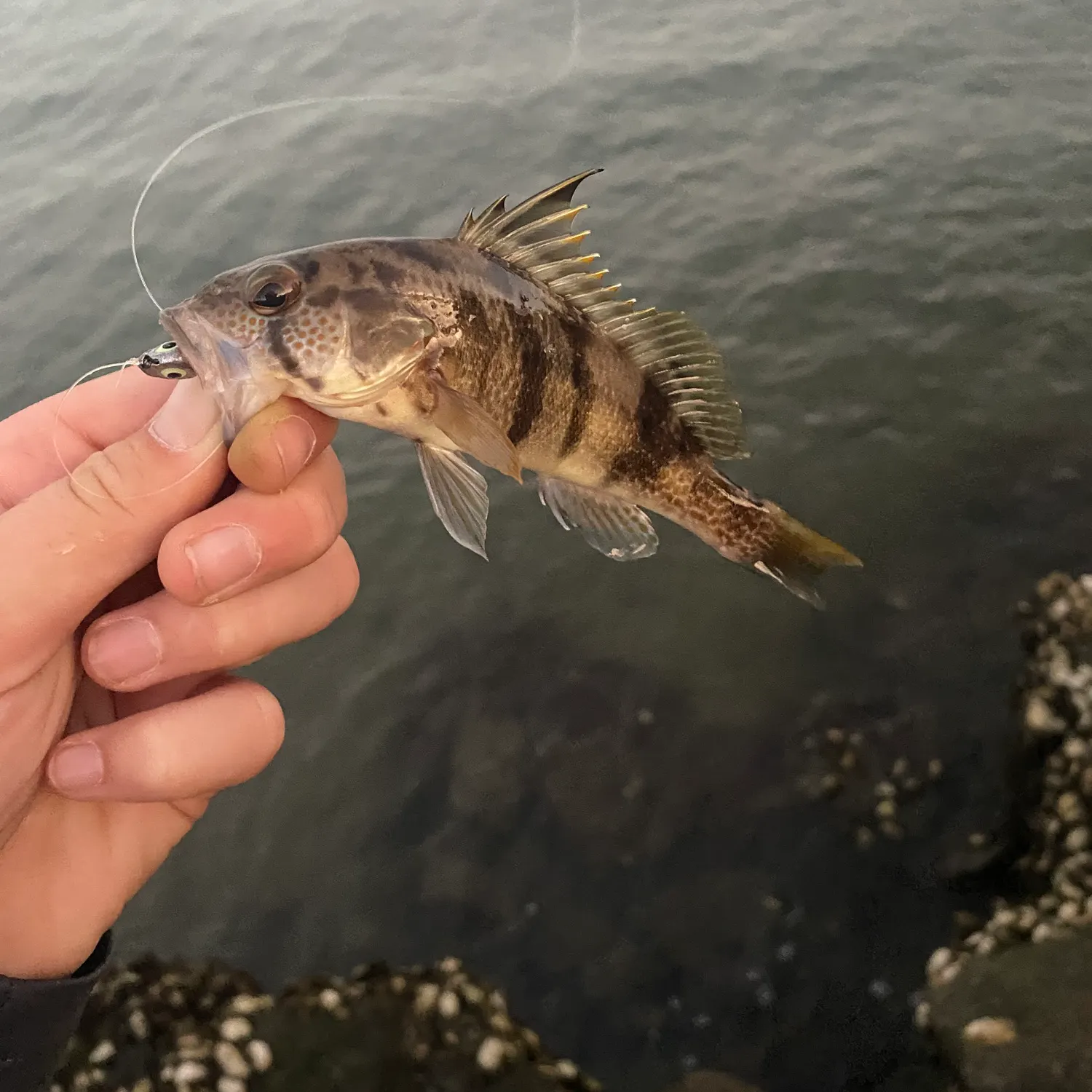 Barred sand bass caught on Fishbrain