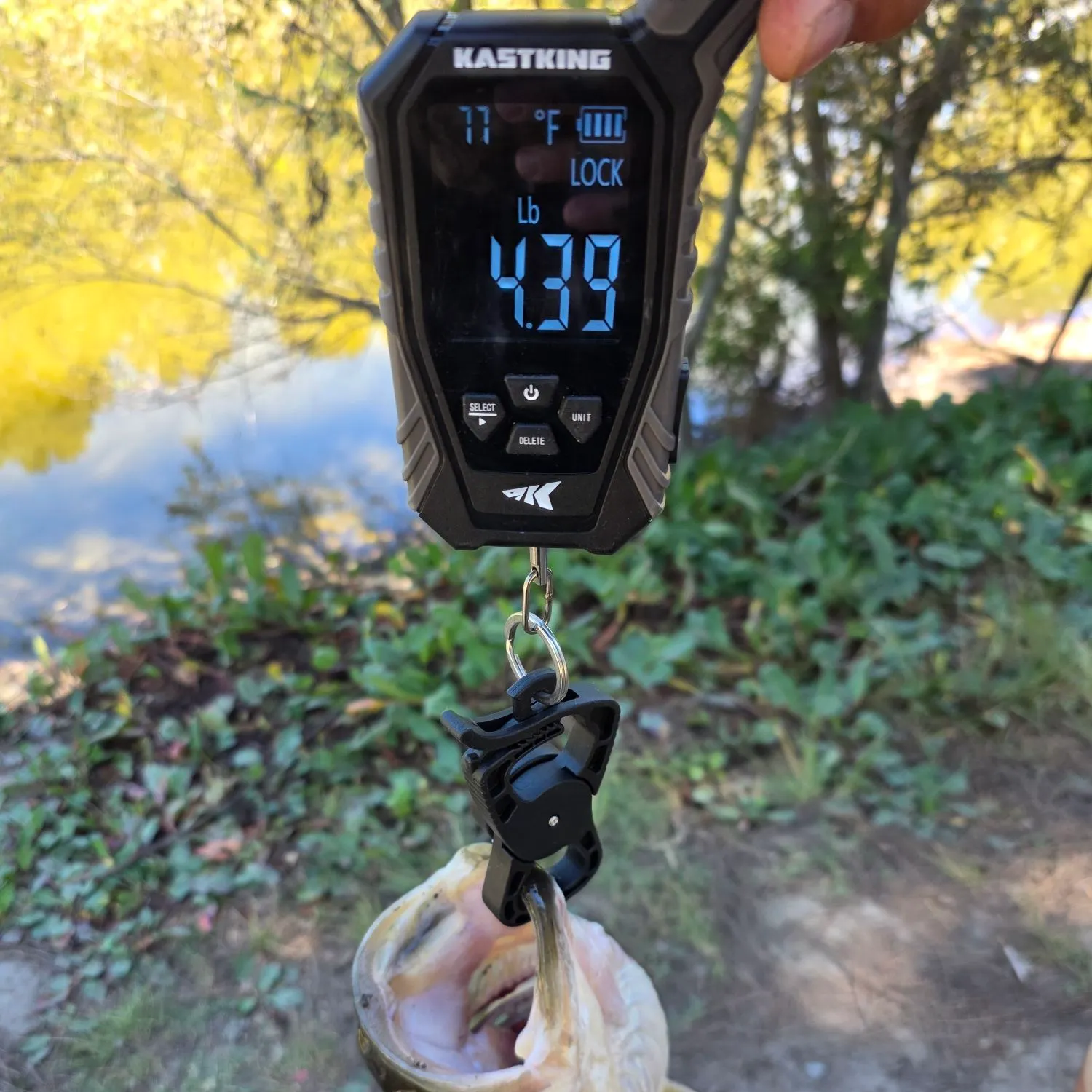 Largemouth bass caught on Fishbrain