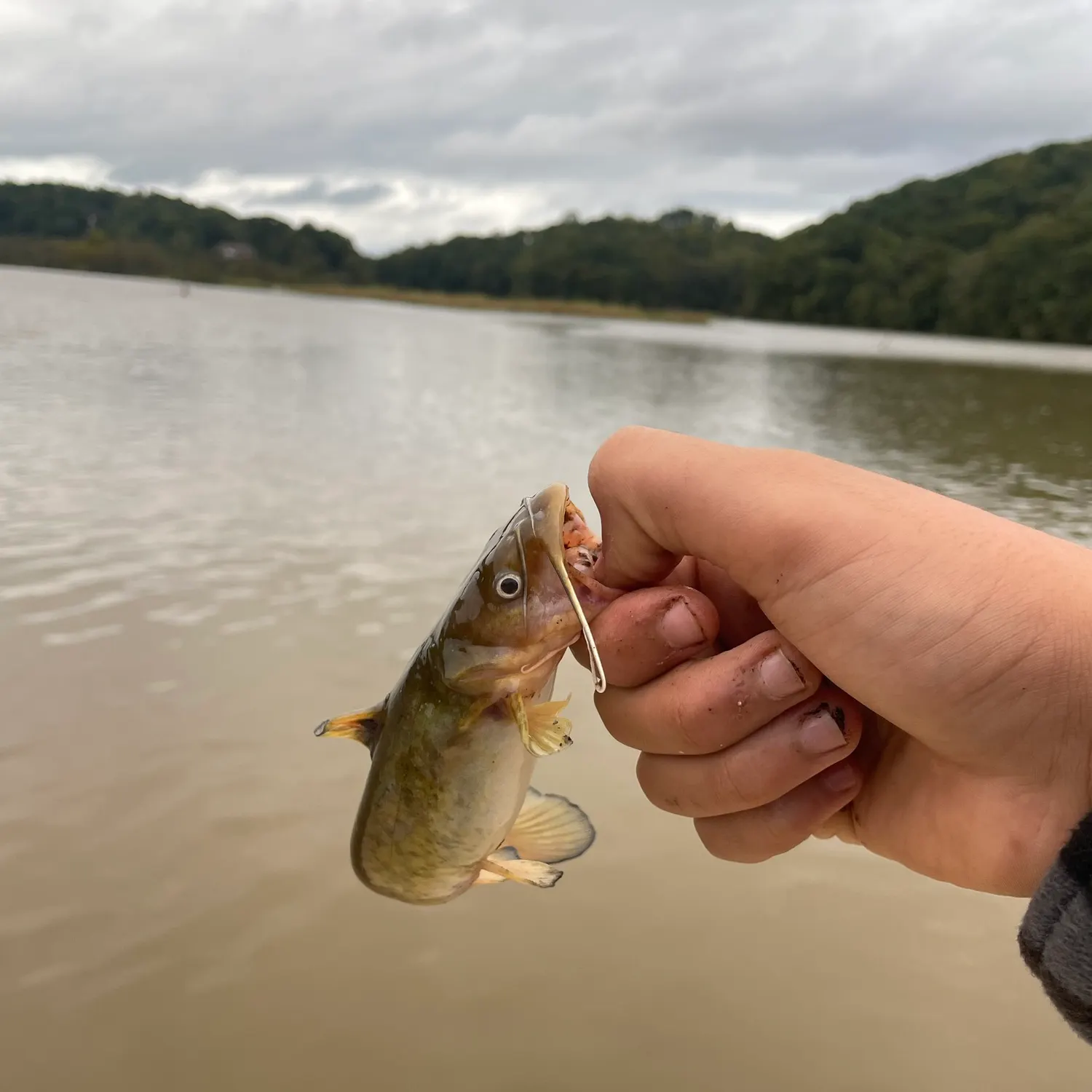 Yellow bullhead caught on Fishbrain