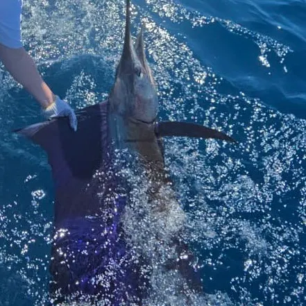 The most recent Indo-Pacific sailfish catches on Fishbrain
