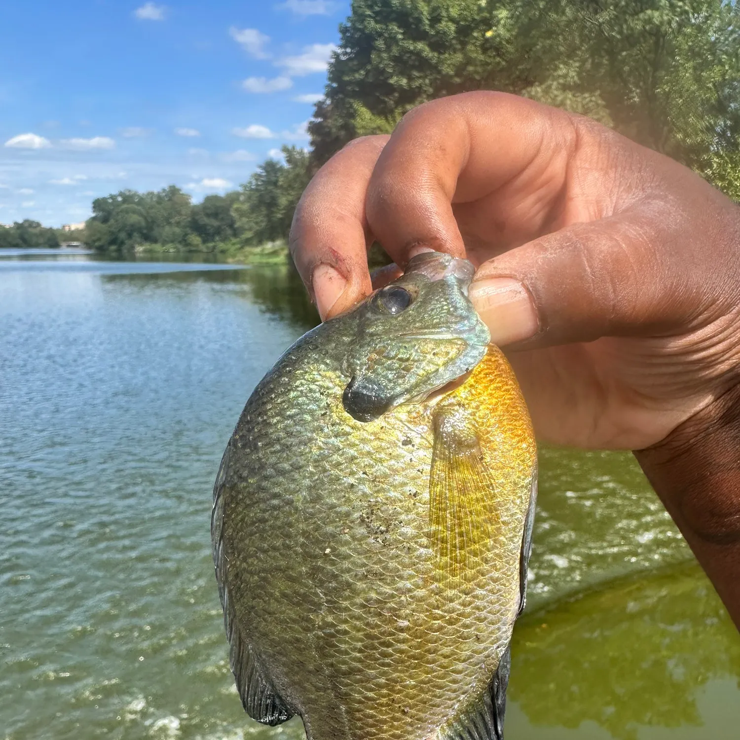 Bluegill caught on Fishbrain
