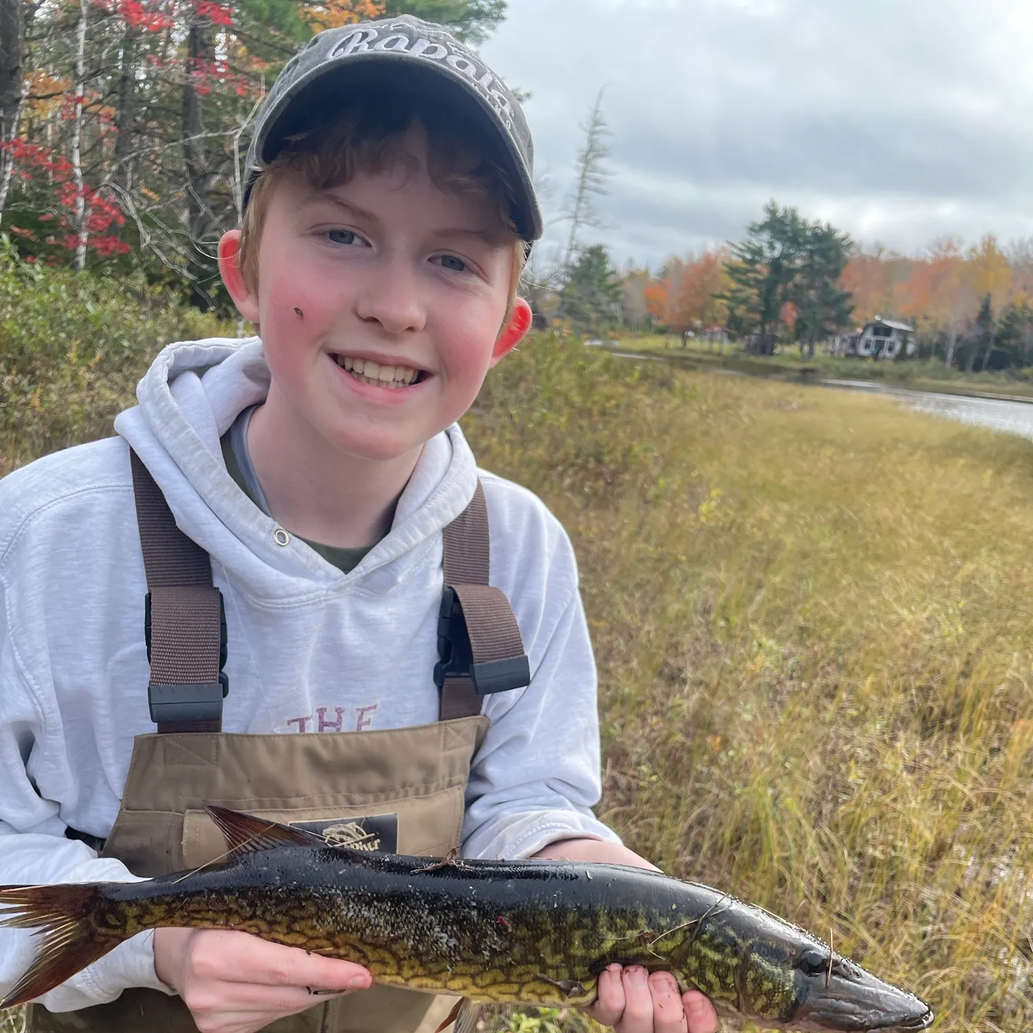 Chain pickerel caught on Fishbrain