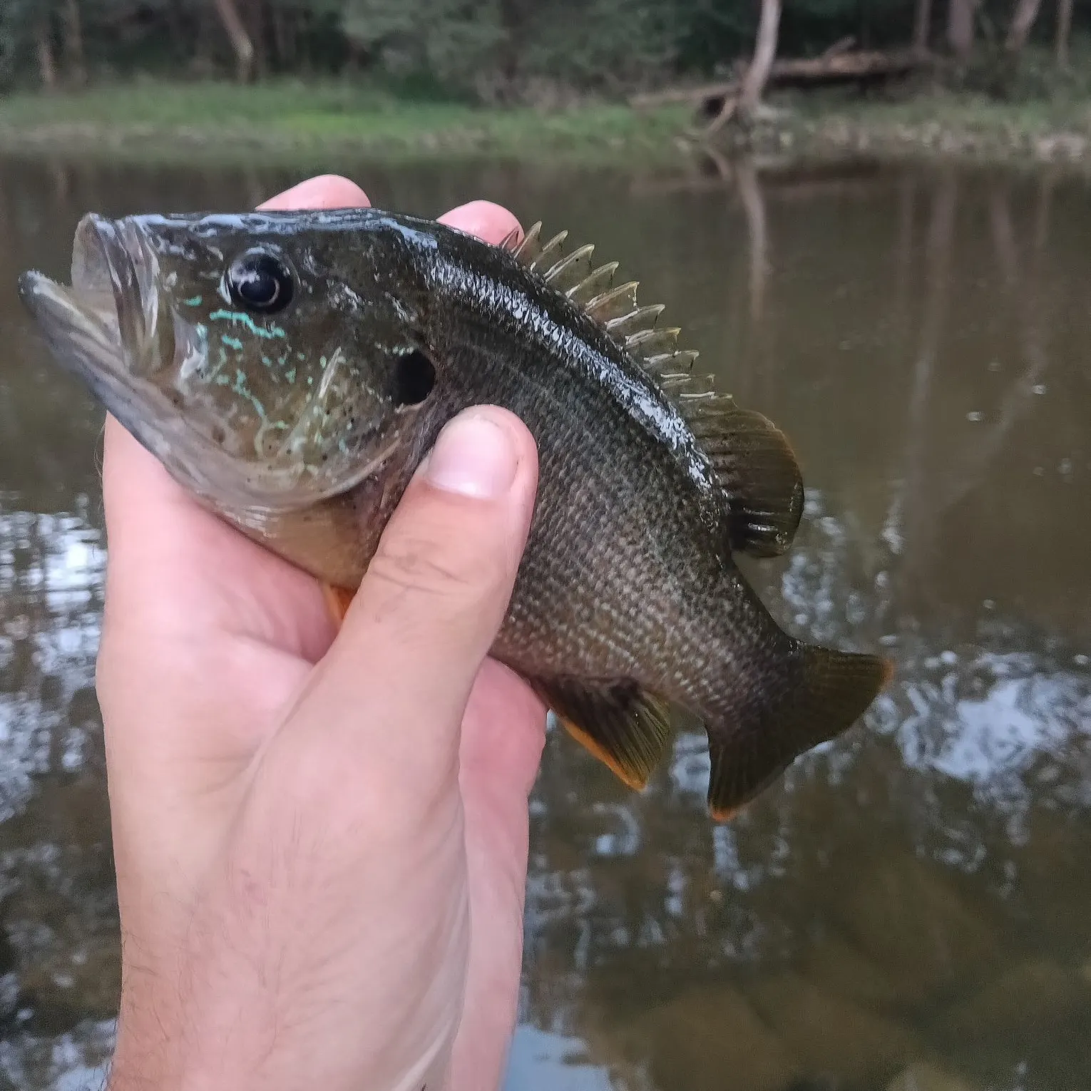 Greengill hybrid caught on Fishbrain