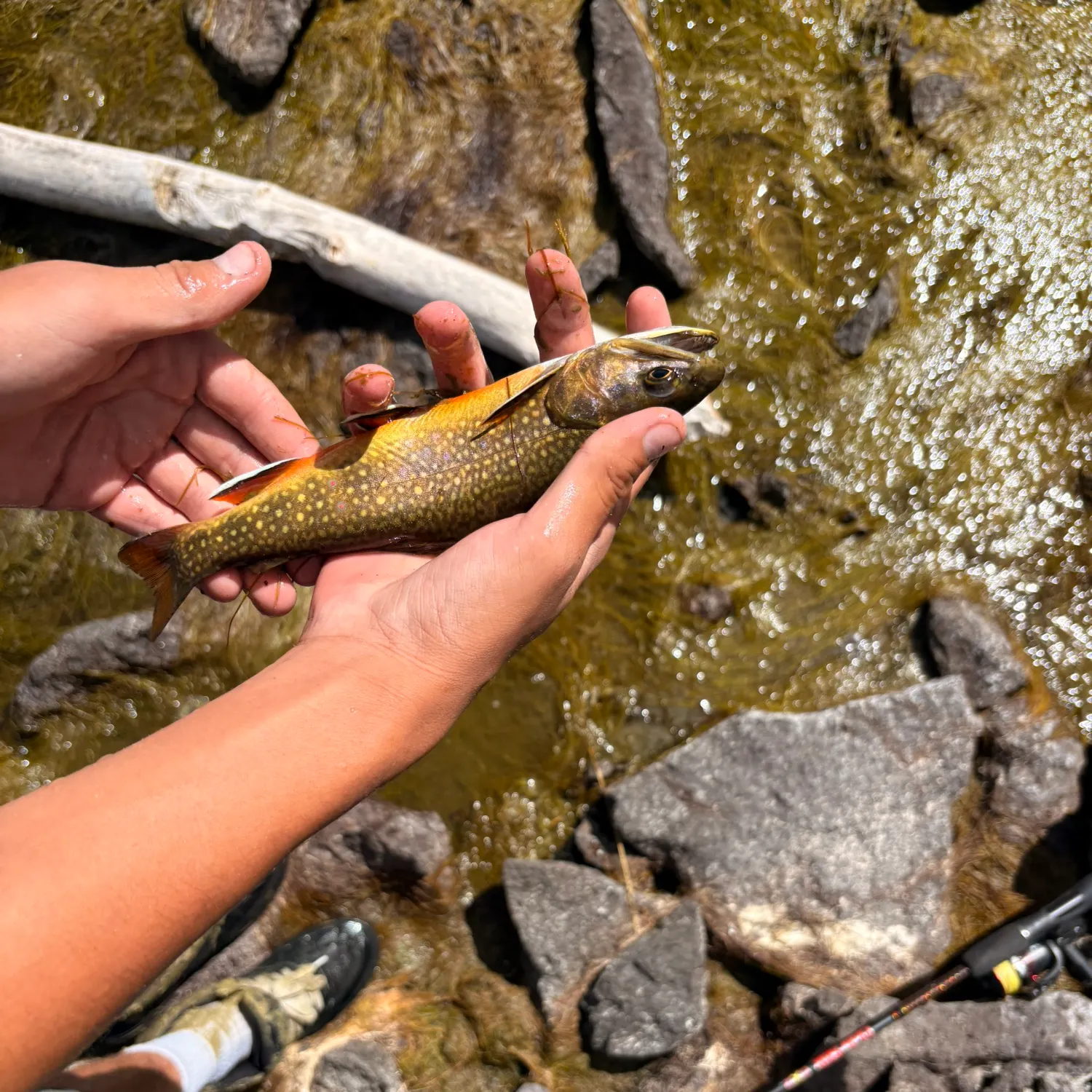 Brook trout caught on Fishbrain