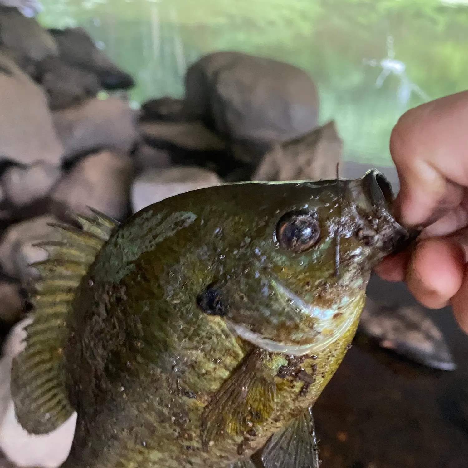 Bluegill caught on Fishbrain