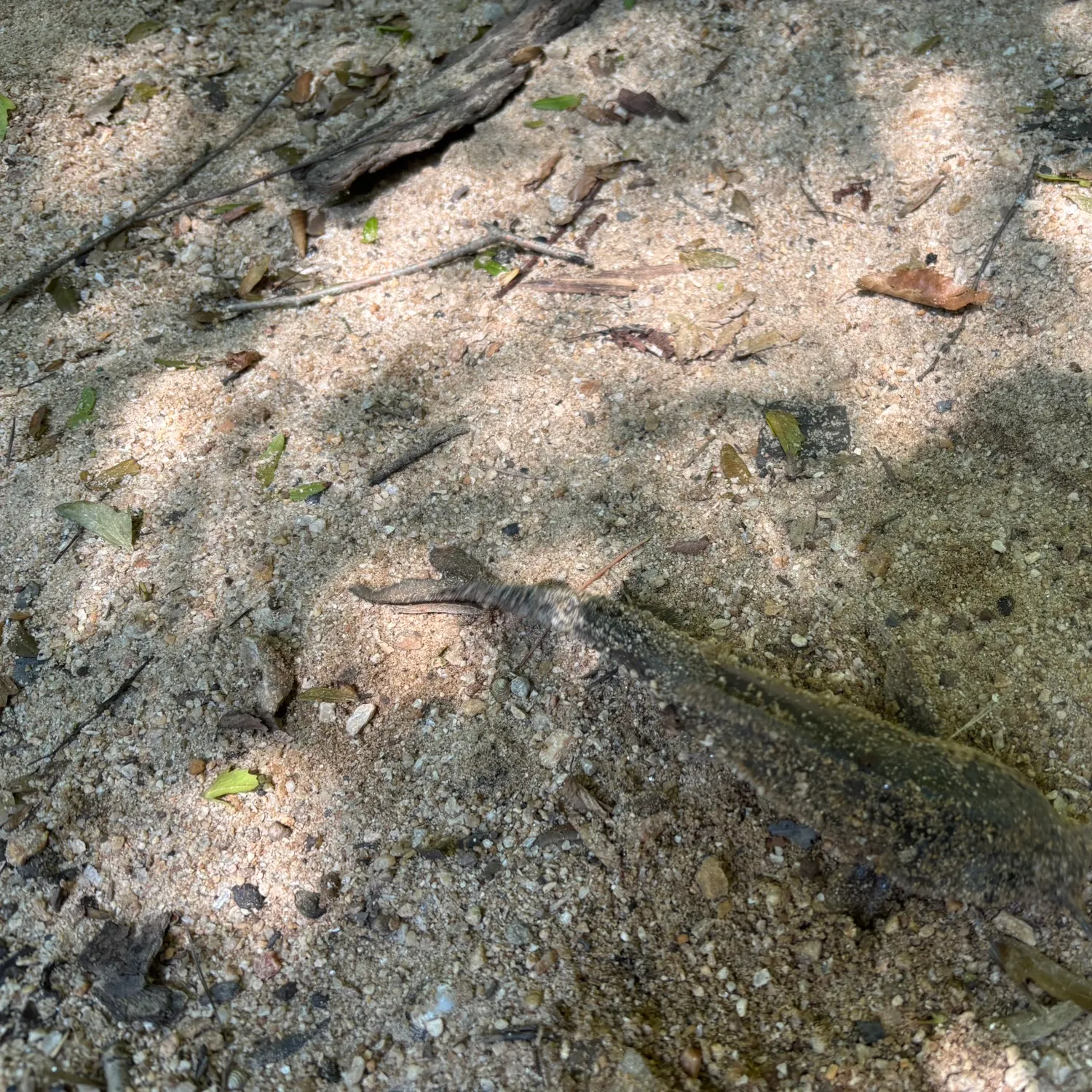Channel catfish caught on Fishbrain