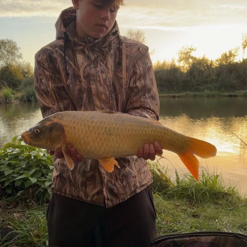 The most recent Koi x common carp catches on Fishbrain
