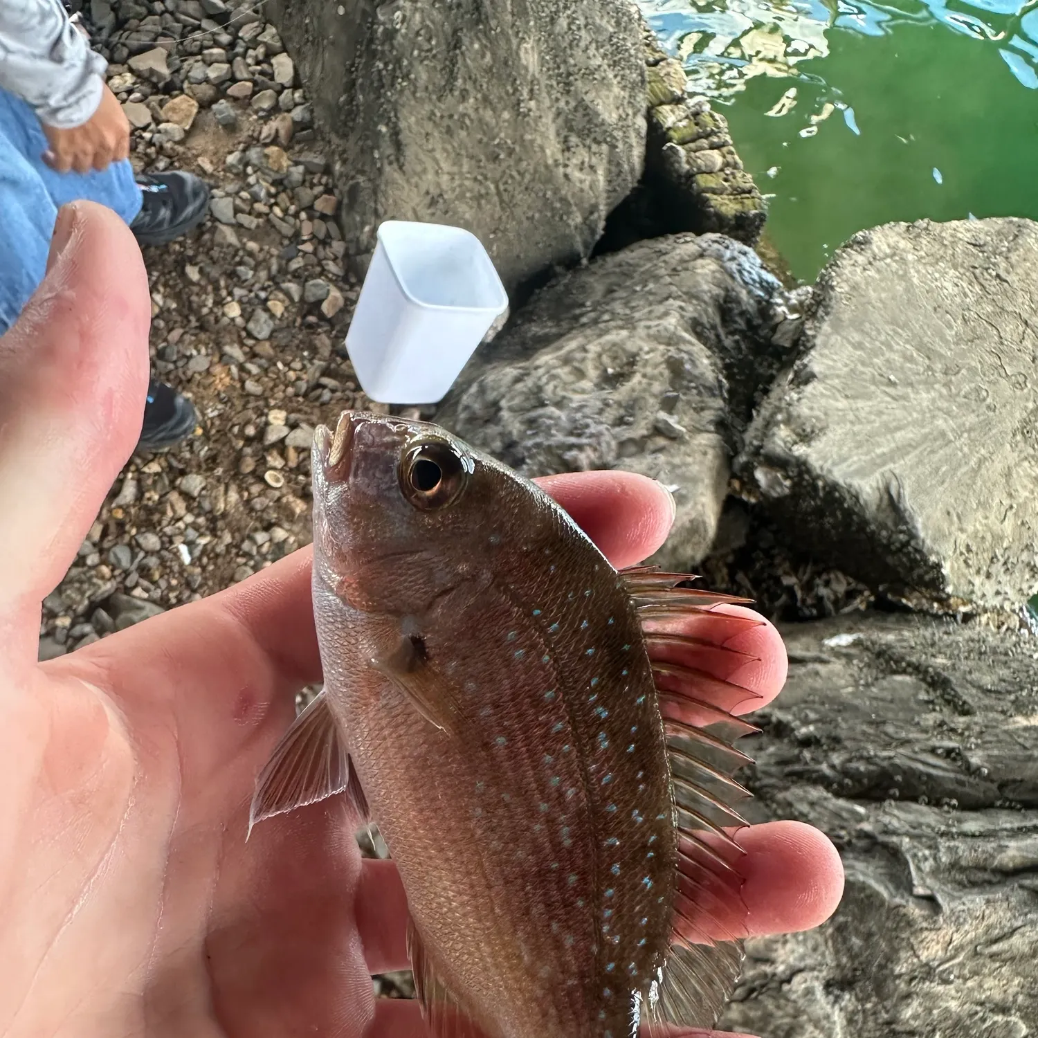 Australasian snapper caught on Fishbrain
