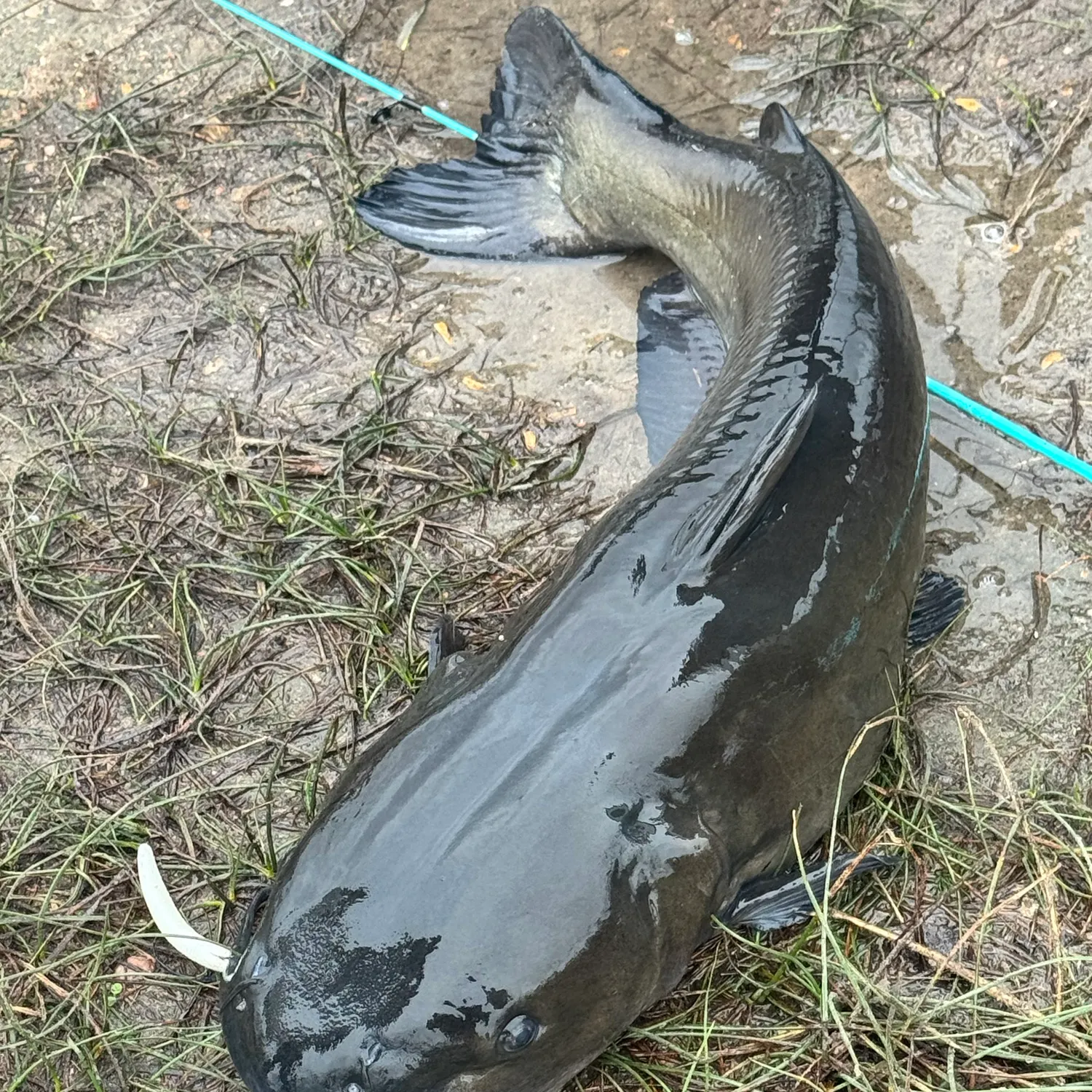 Channel catfish caught on Fishbrain