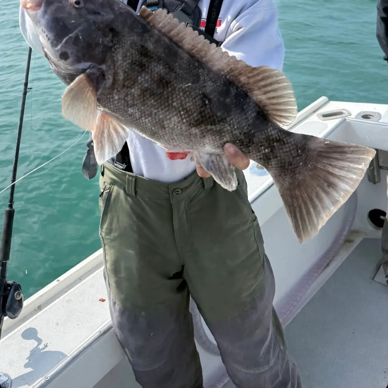 The most recent Tautog catches on Fishbrain