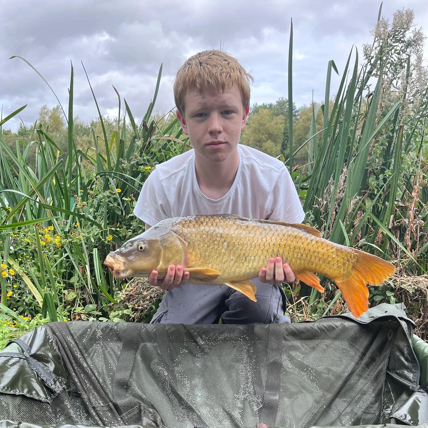 Common carp caught on Fishbrain