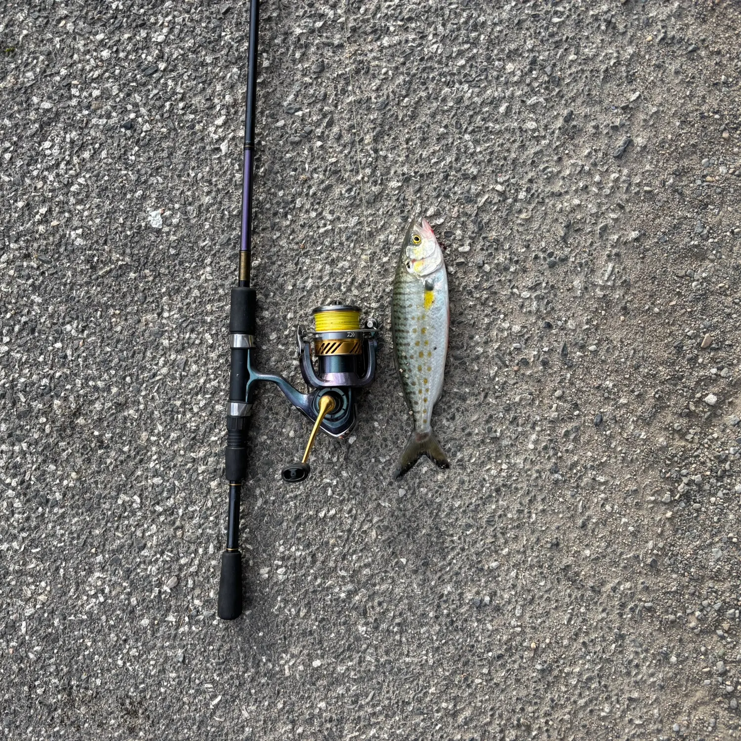 Eastern Australian salmon caught on Fishbrain