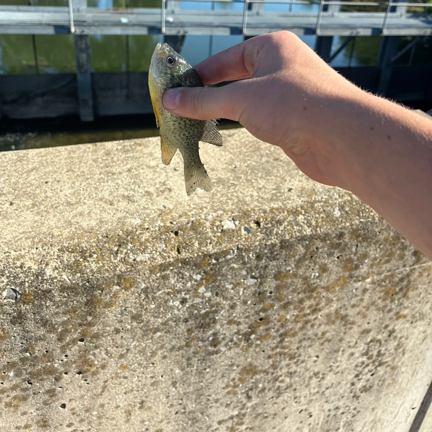 The most recent Swordfish catches on Fishbrain