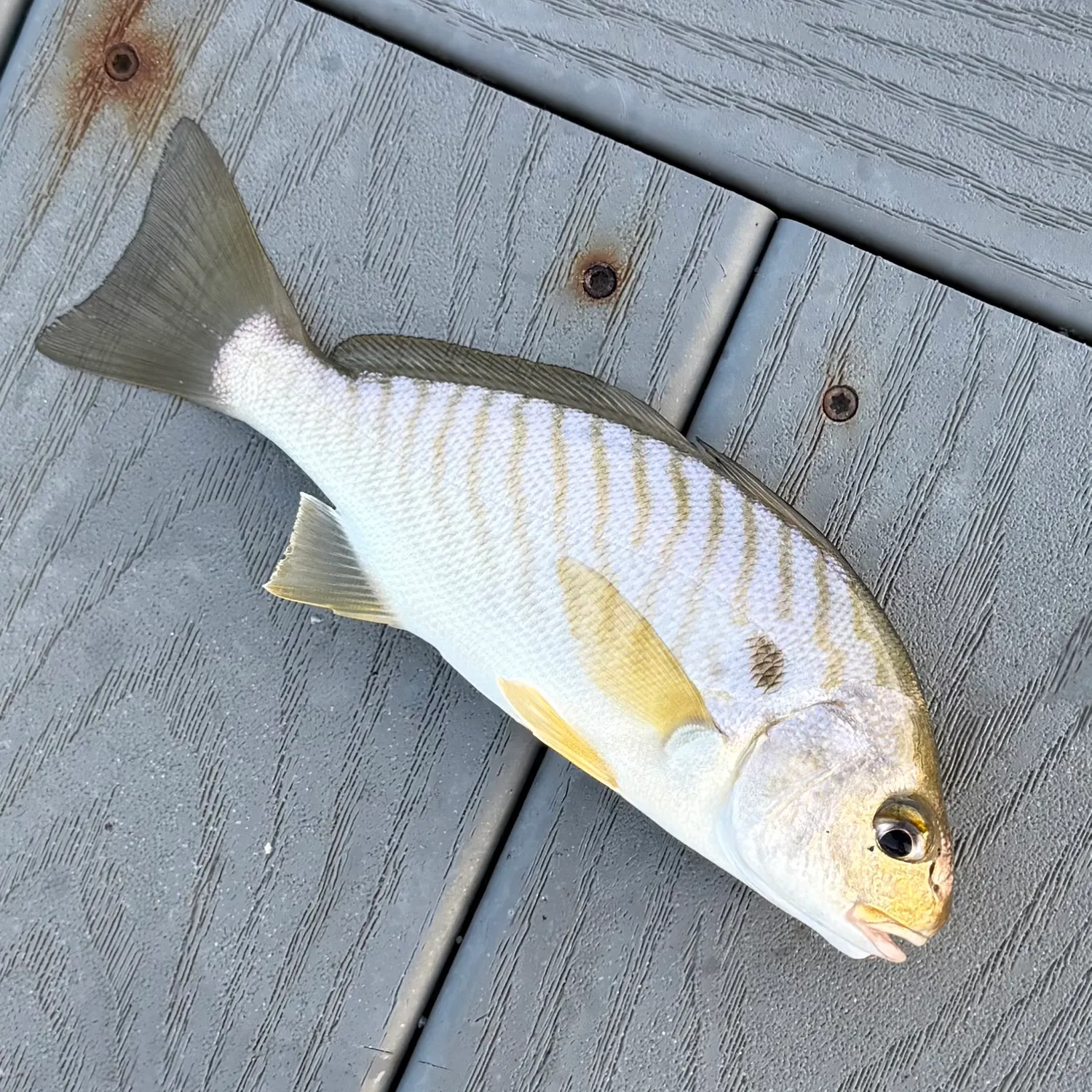 Spot croaker caught on Fishbrain