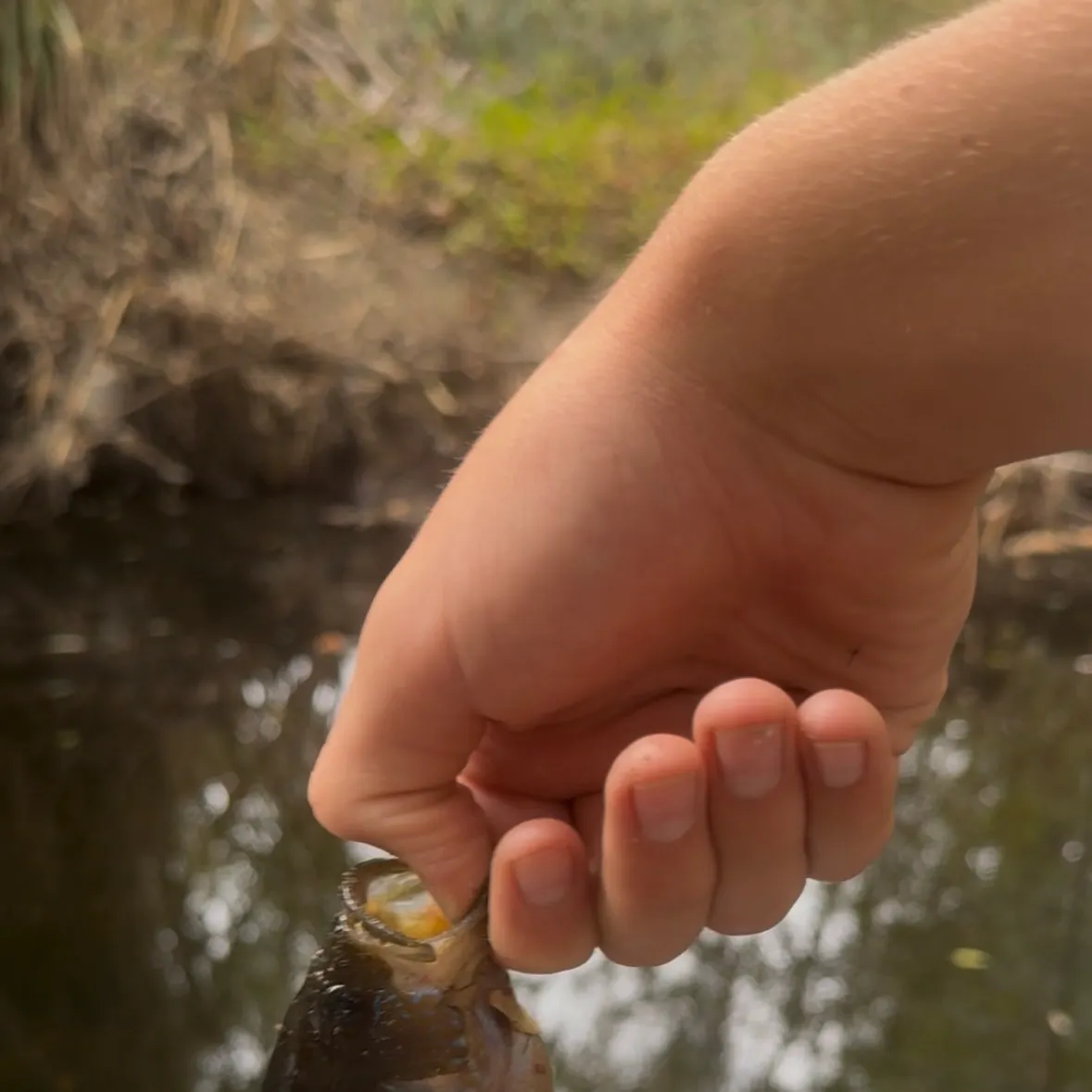 Green sunfish caught on Fishbrain
