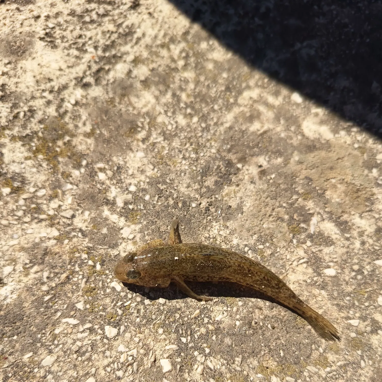 The most recent Sand goby catches on Fishbrain