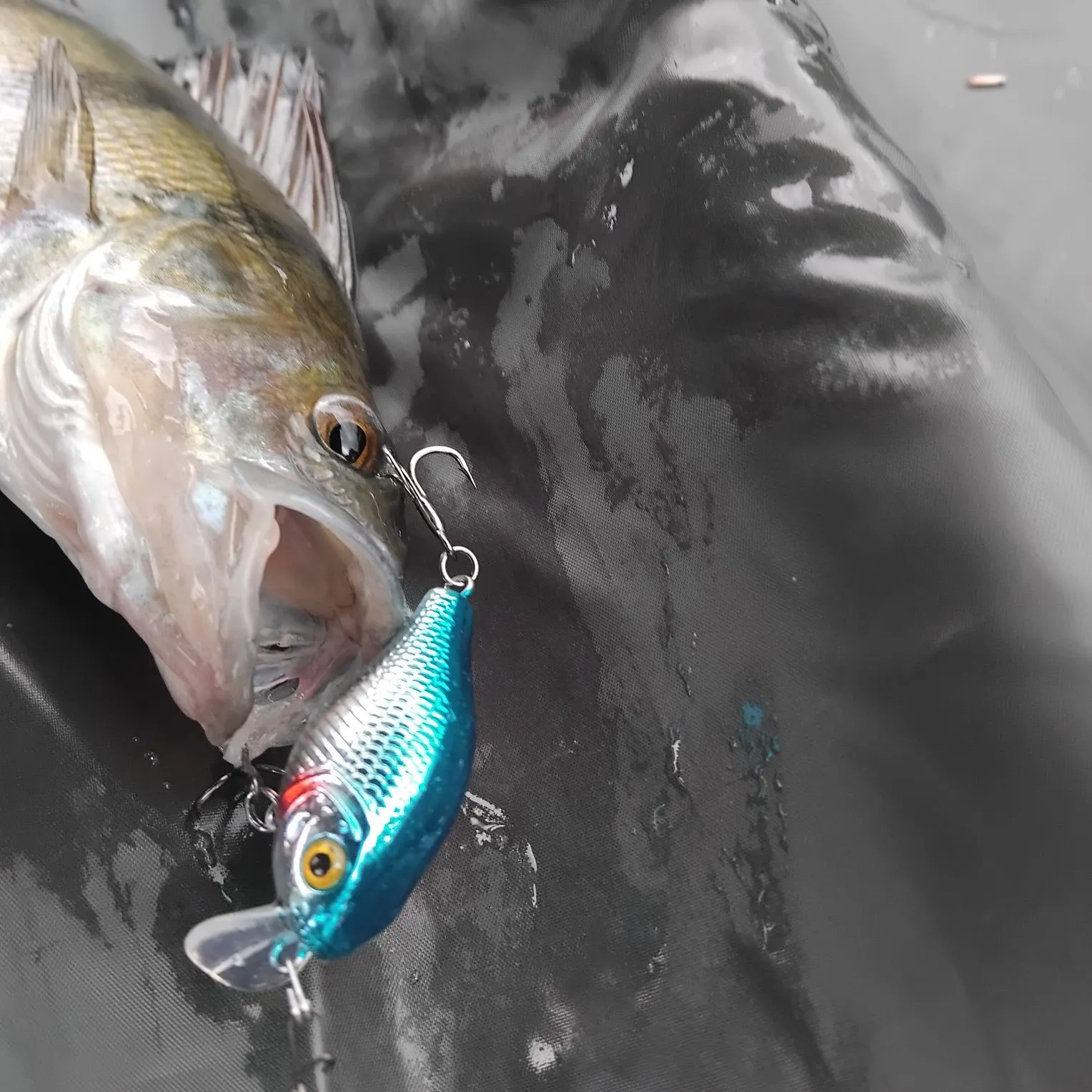 European perch caught on Fishbrain