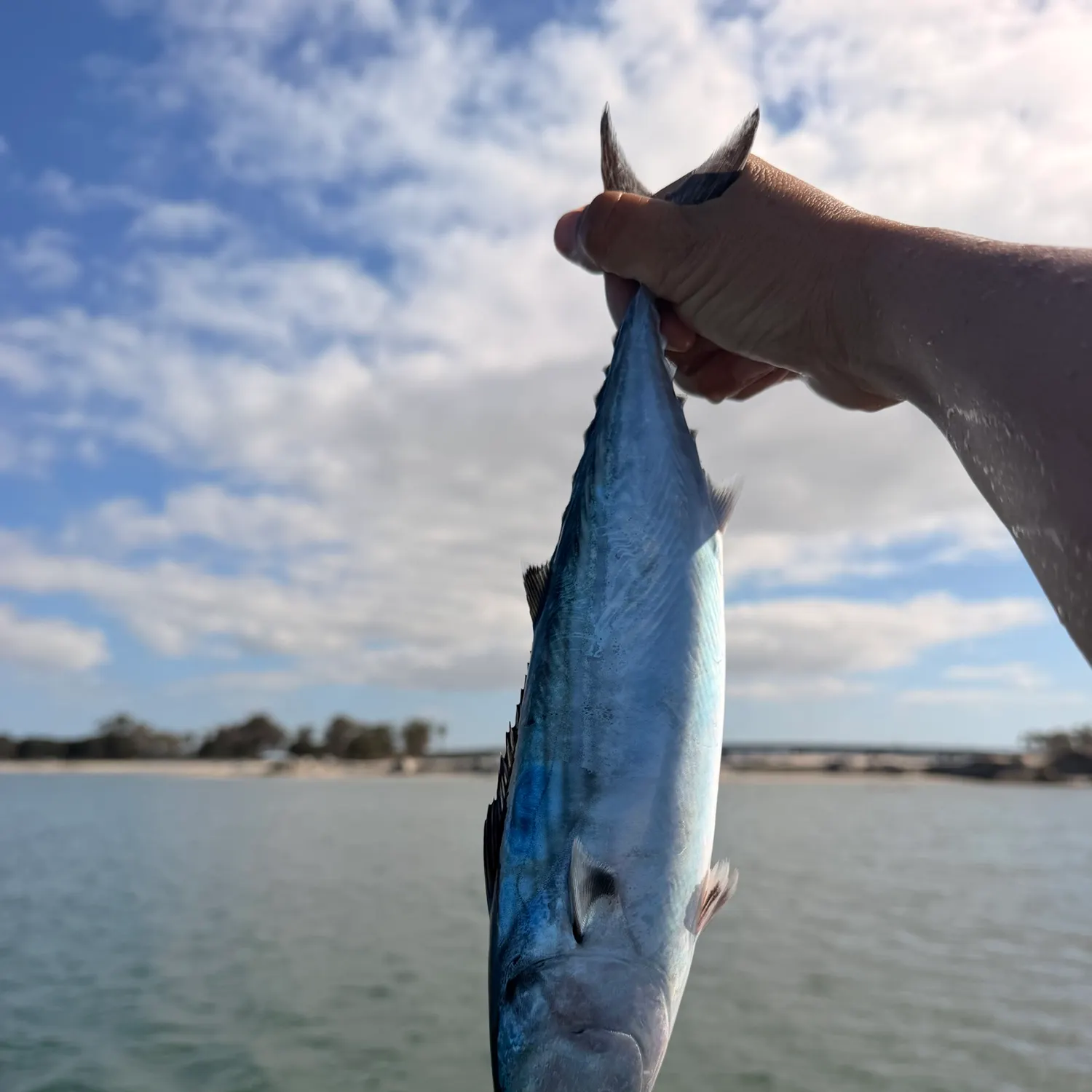 Pacific bonito caught on Fishbrain