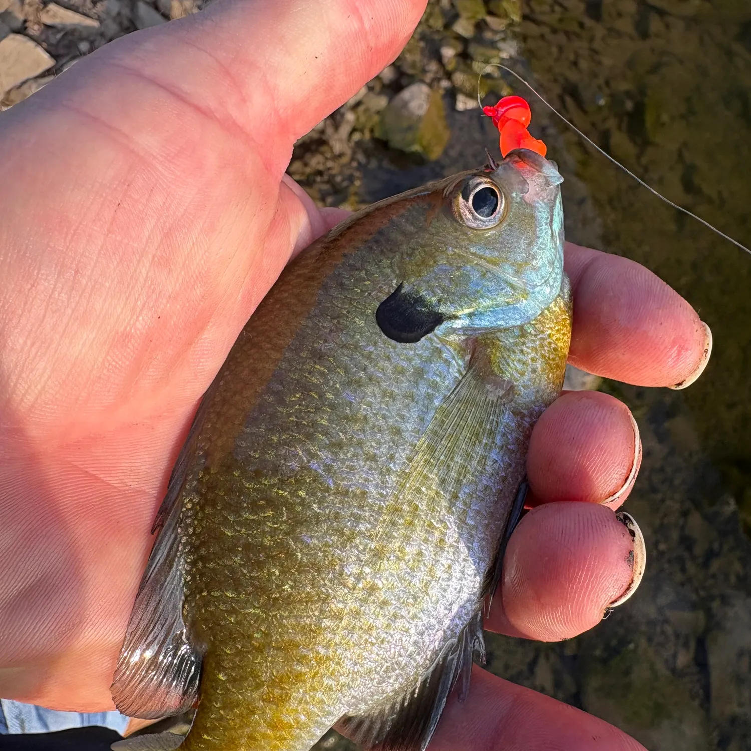 Fish caught on Fishbrain