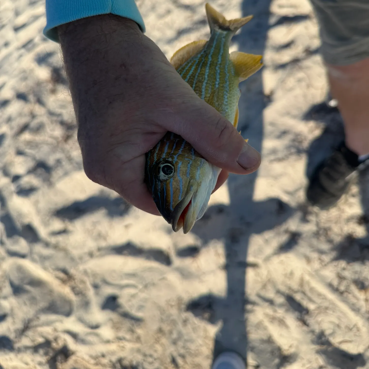 The most recent Bluestriped grunt catches on Fishbrain