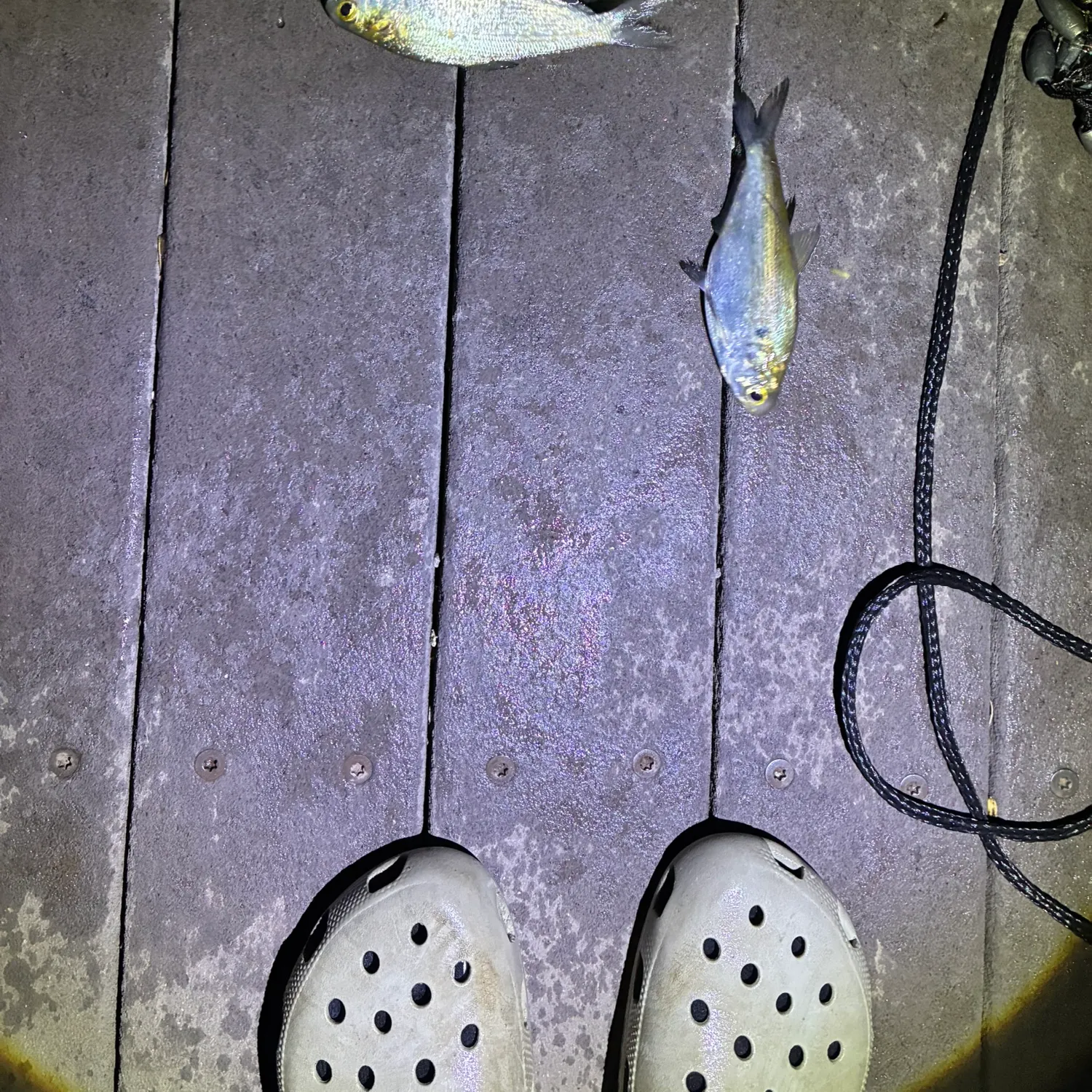 The most recent American gizzard shad catches on Fishbrain