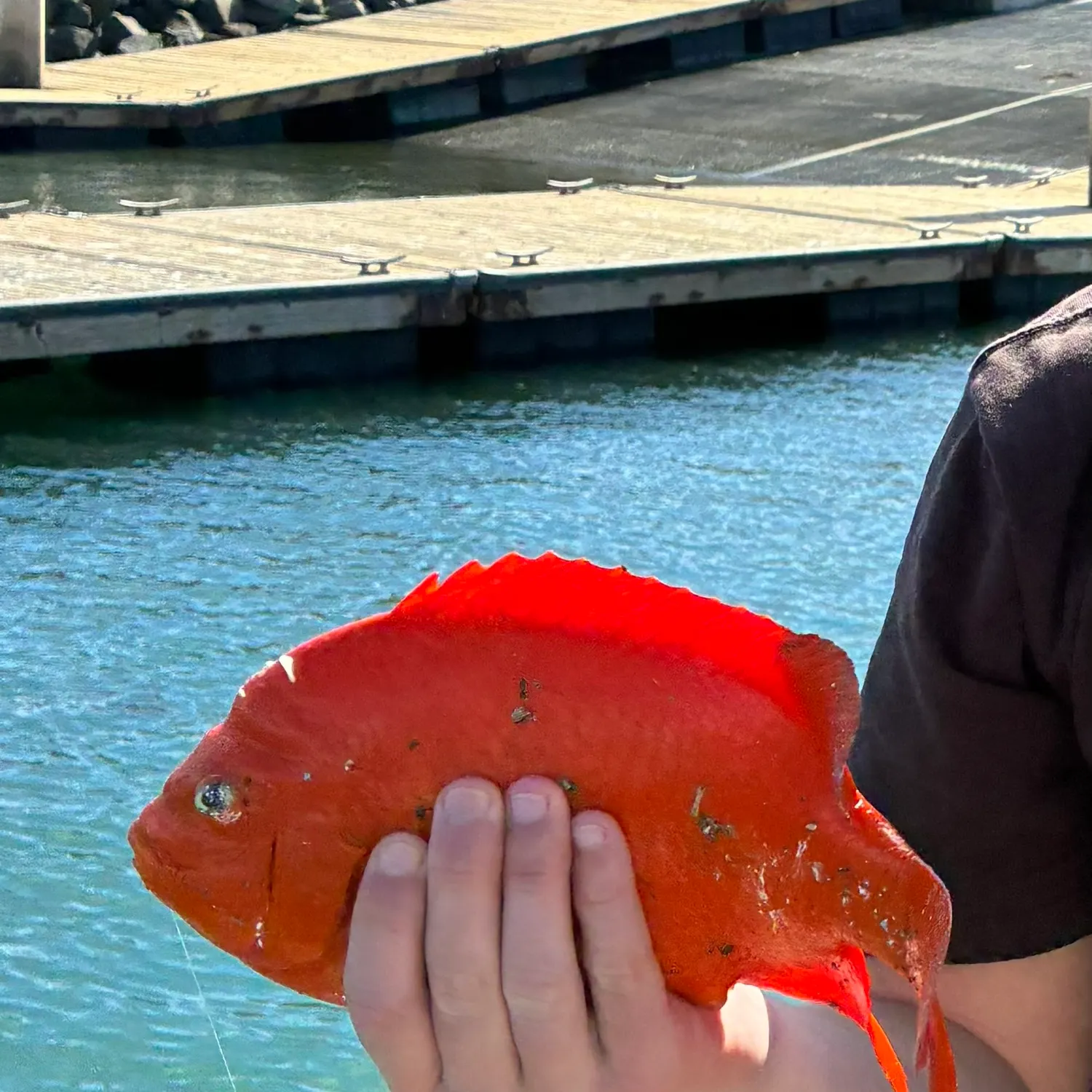The most recent Garibaldi damselfish catches on Fishbrain
