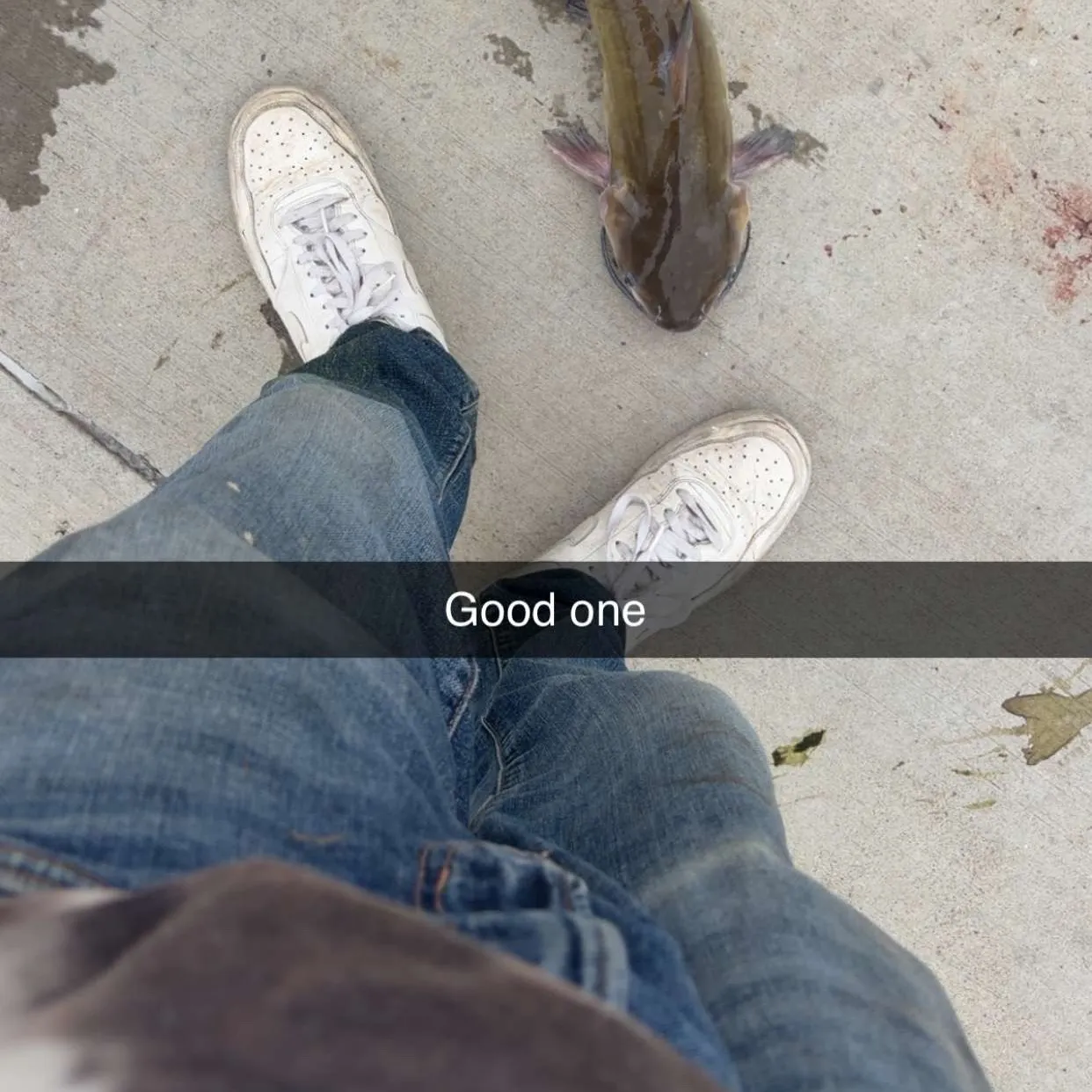 Channel catfish caught on Fishbrain