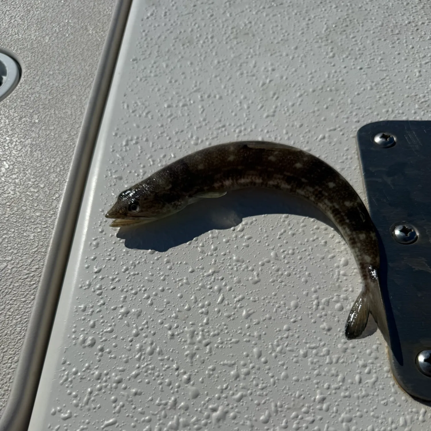 Inshore lizardfish caught on Fishbrain