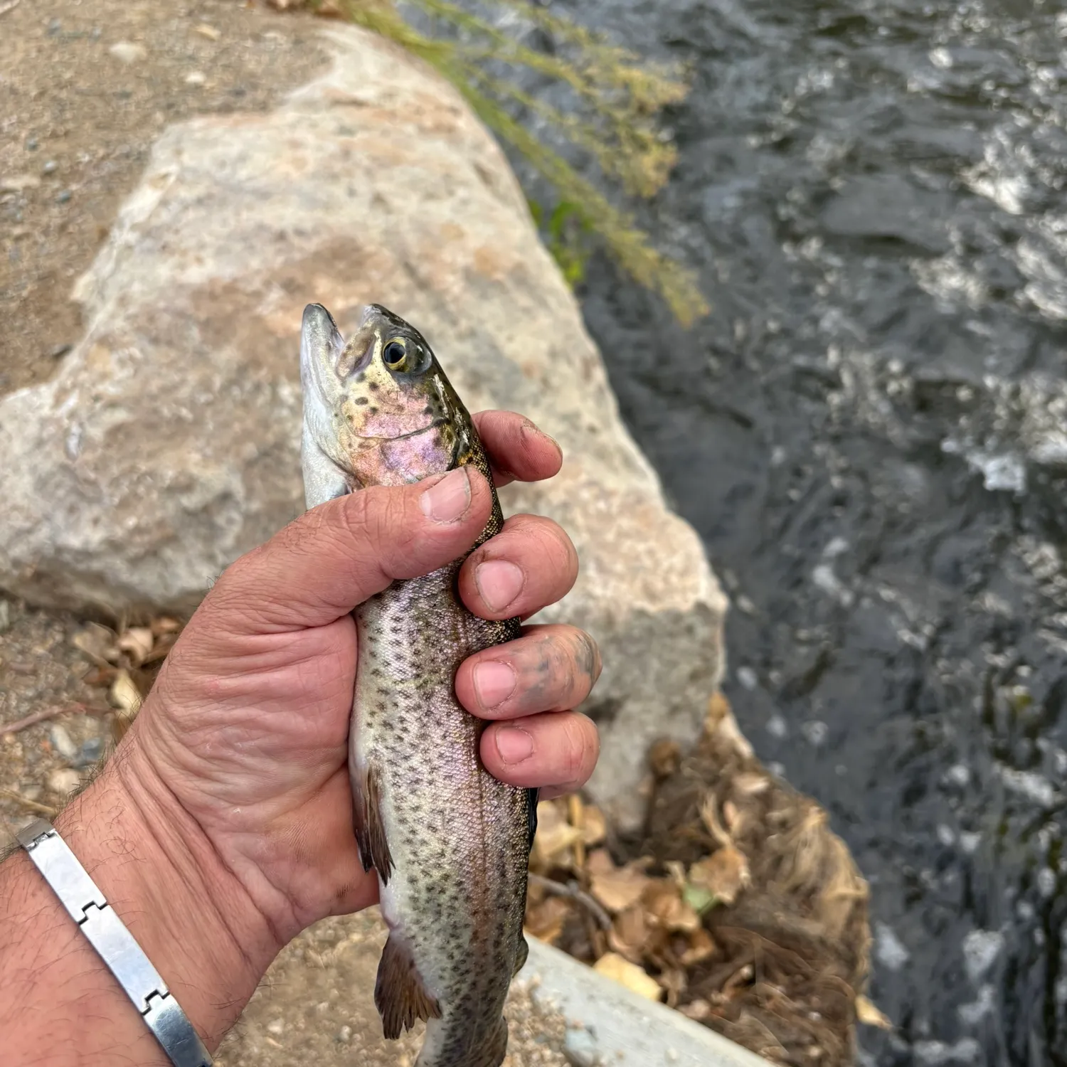 Rainbow trout caught on Fishbrain