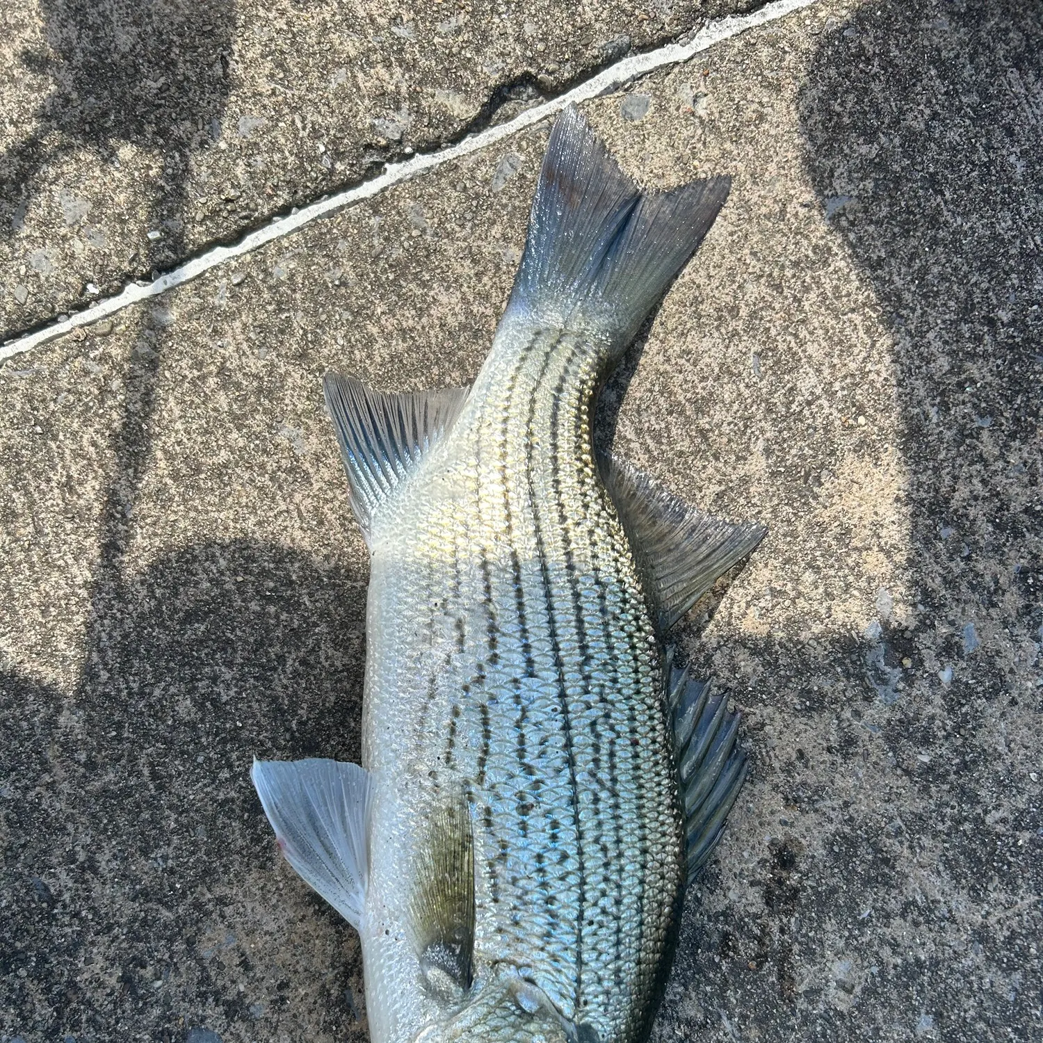 Wiper caught on Fishbrain