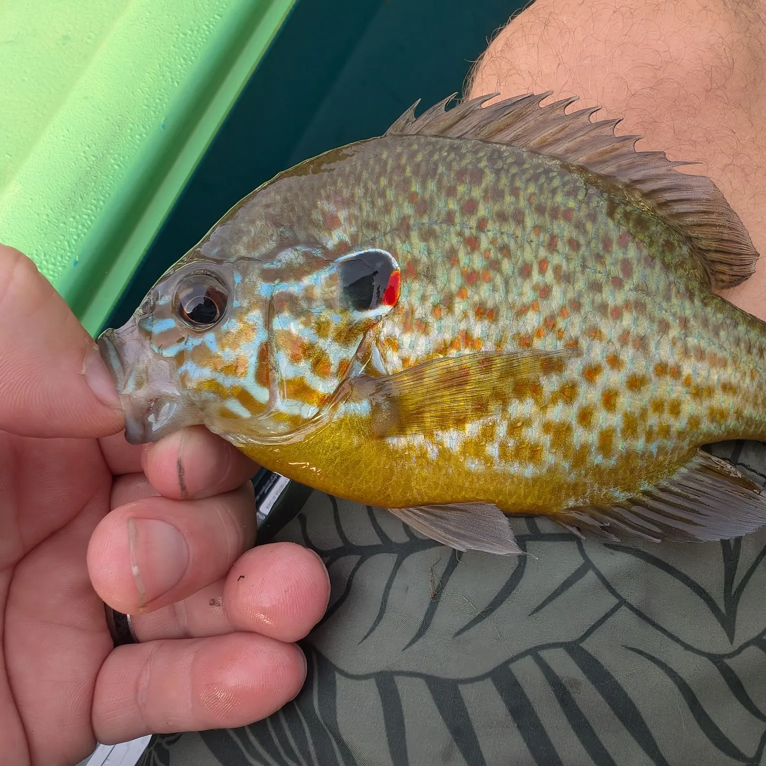 Pumpkinseed caught on Fishbrain