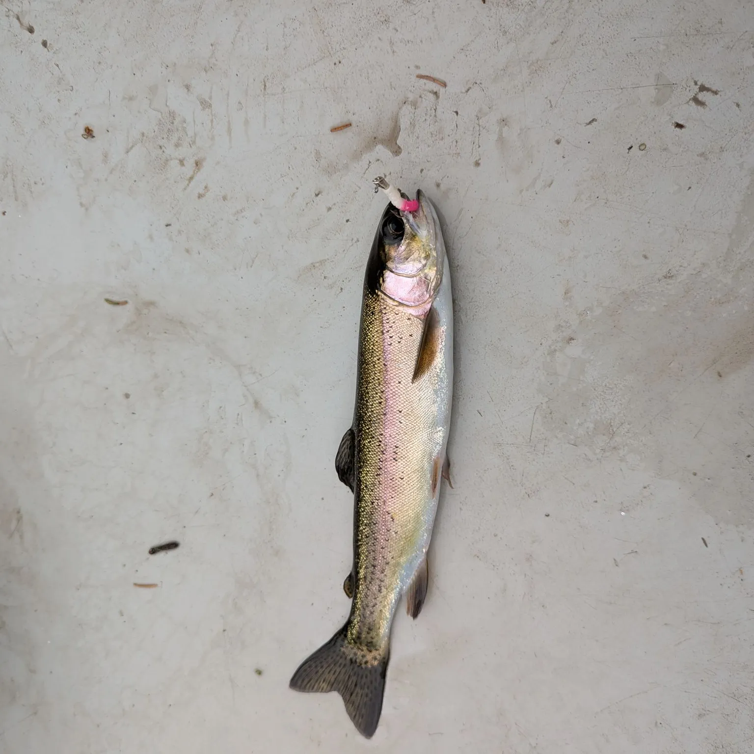 Rainbow trout caught on Fishbrain