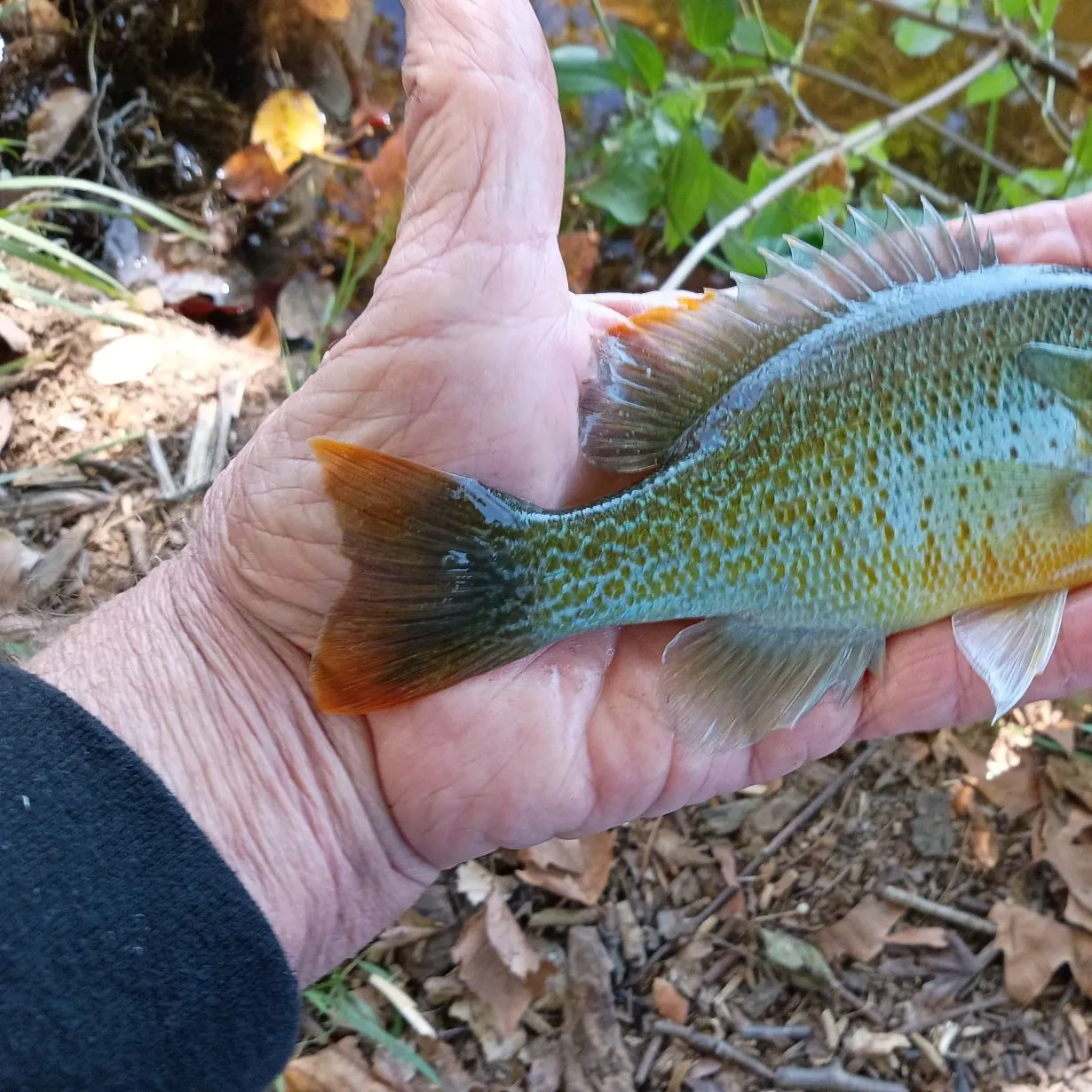Redbreast sunfish caught on Fishbrain