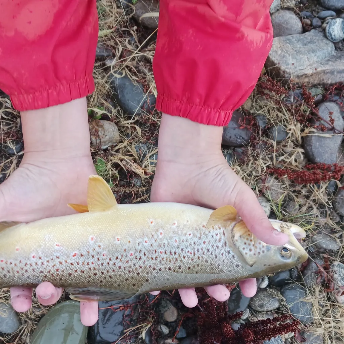 Brown trout caught on Fishbrain