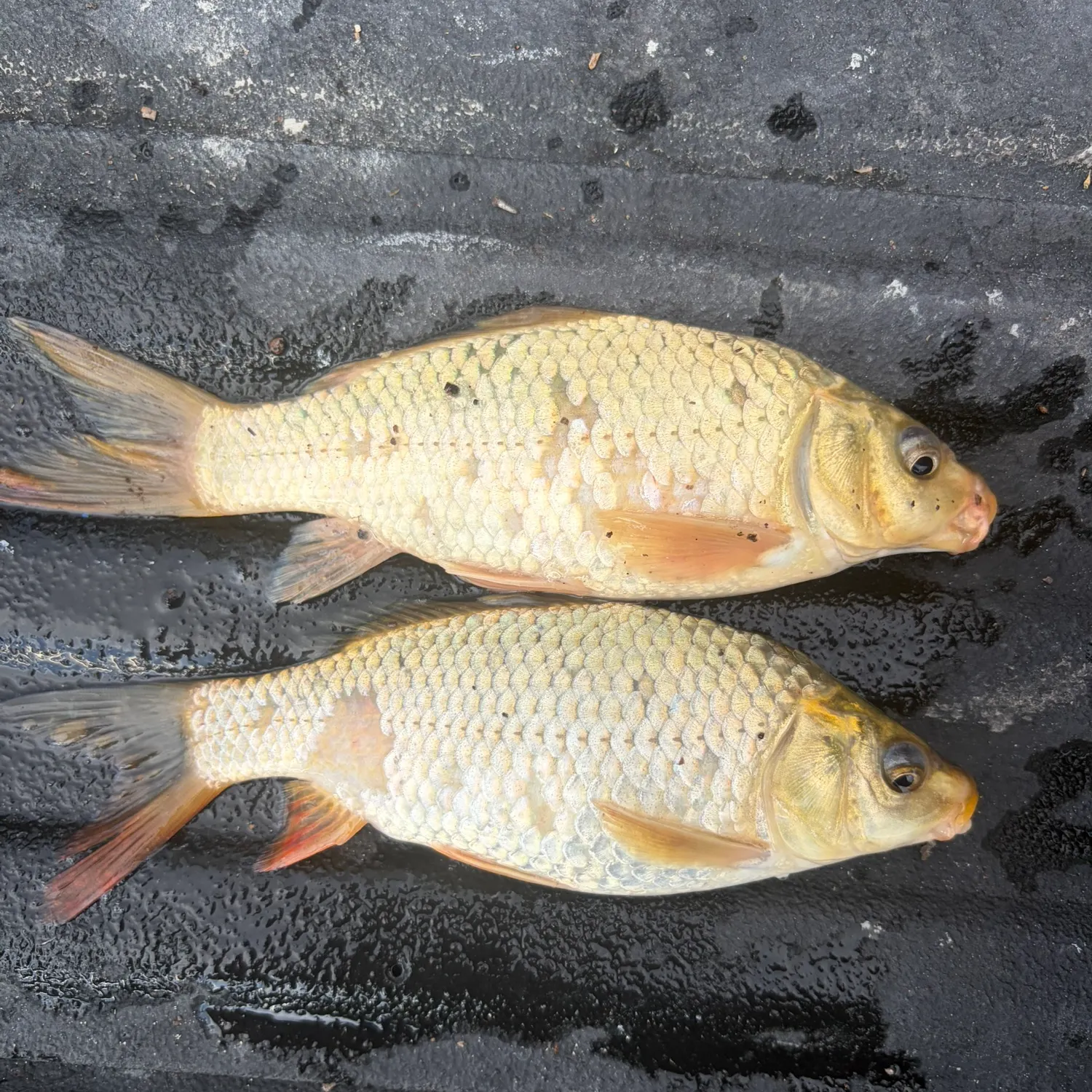 The most recent Leather carp catches on Fishbrain
