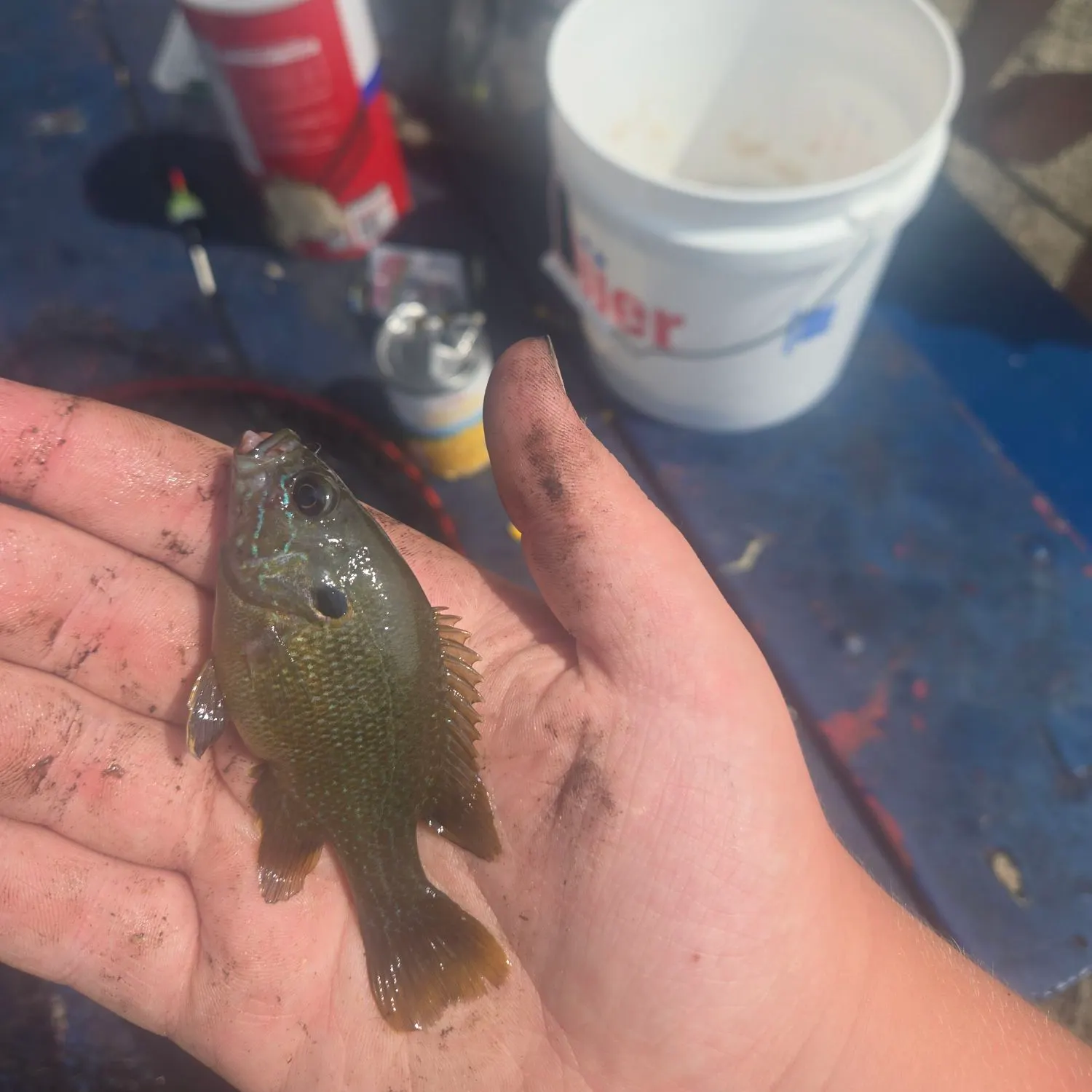 Green sunfish caught on Fishbrain