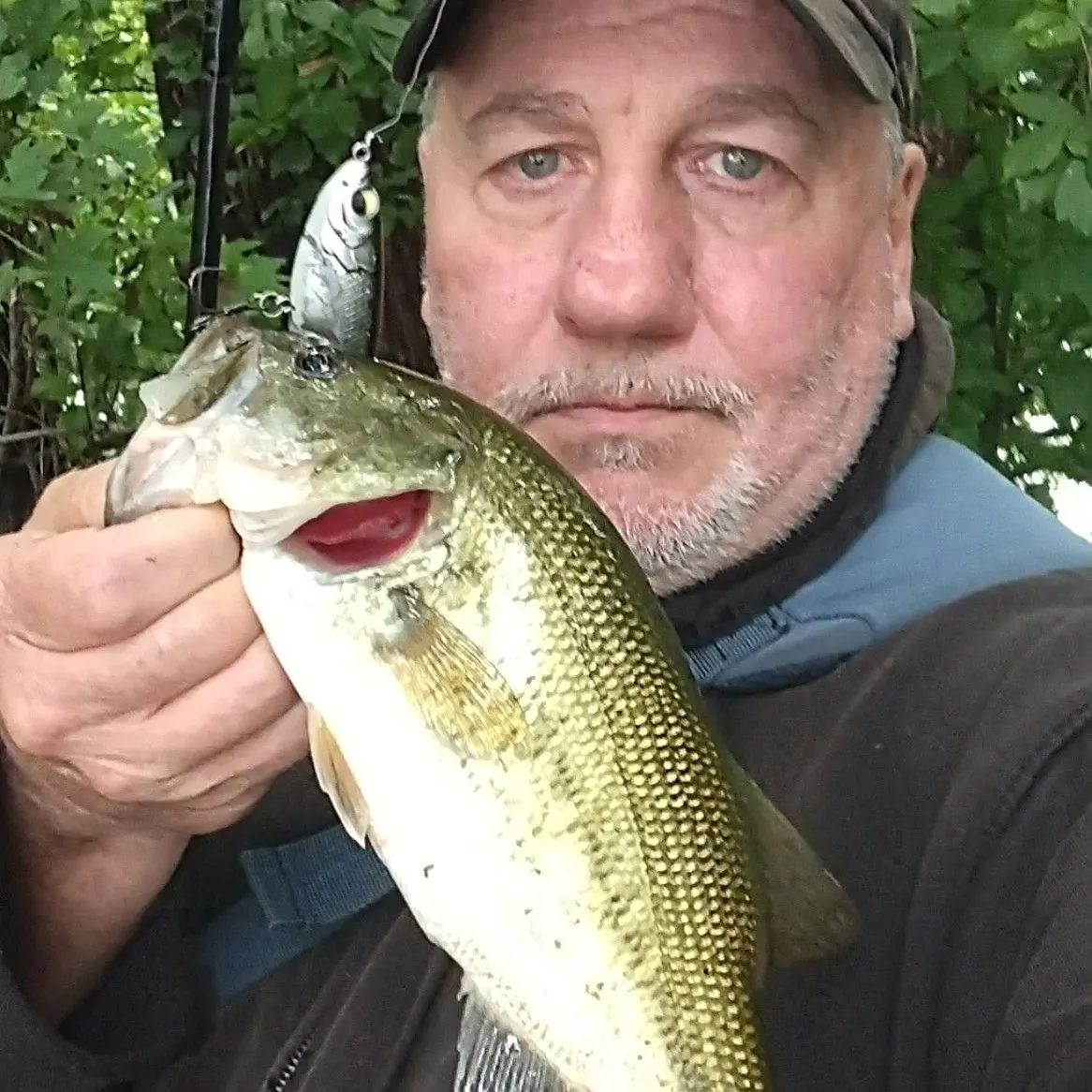Largemouth bass caught on Fishbrain