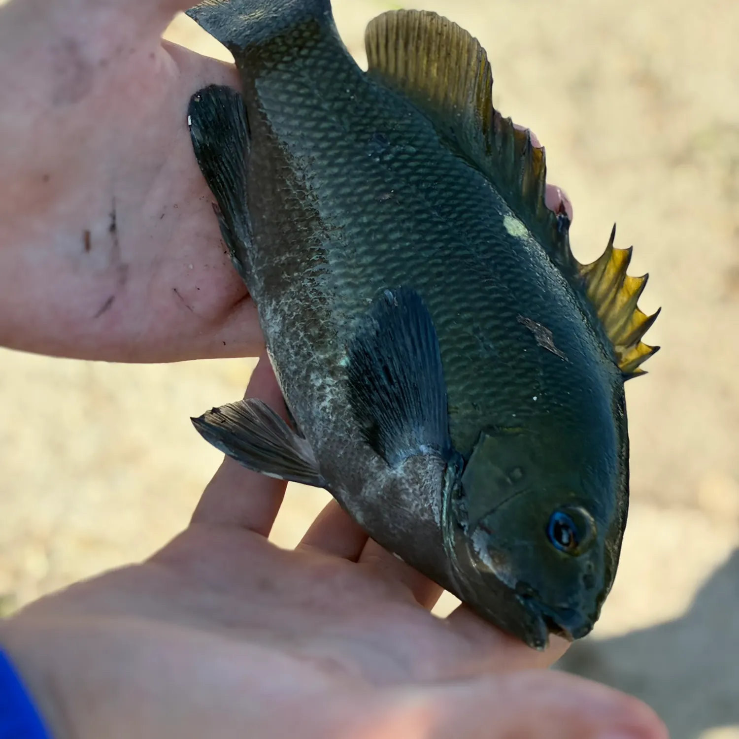 The most recent Opaleye catches on Fishbrain