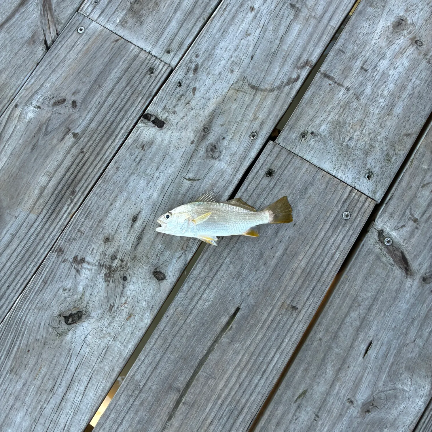 The most recent Silver perch catches on Fishbrain