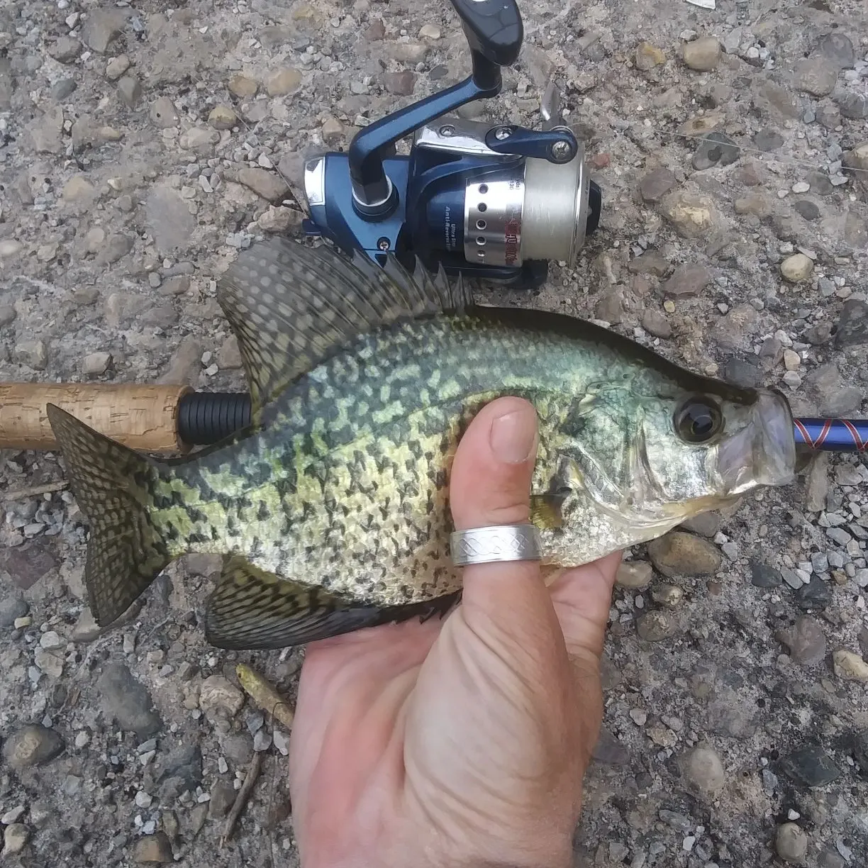 Black crappie caught on Fishbrain