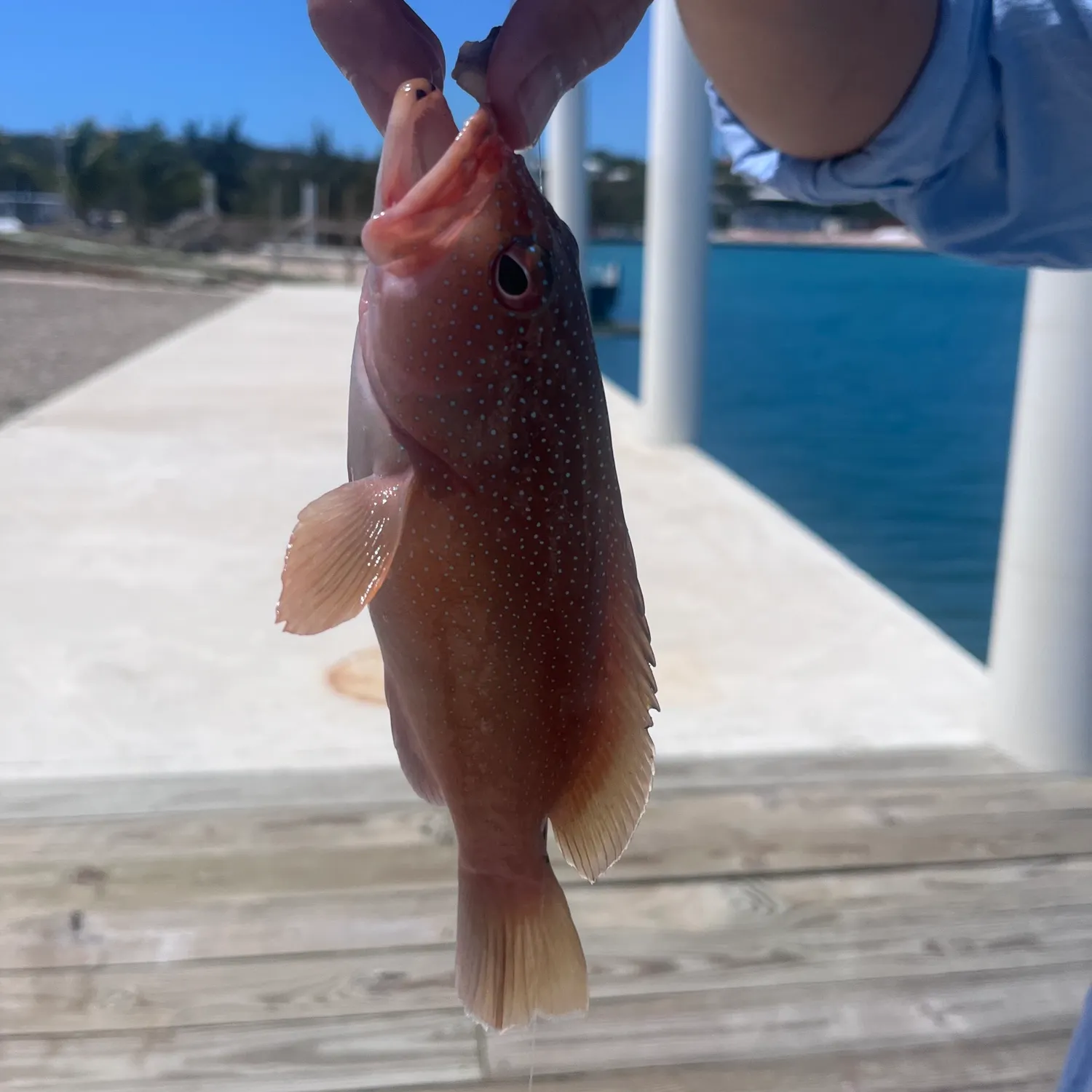 most liked catch image