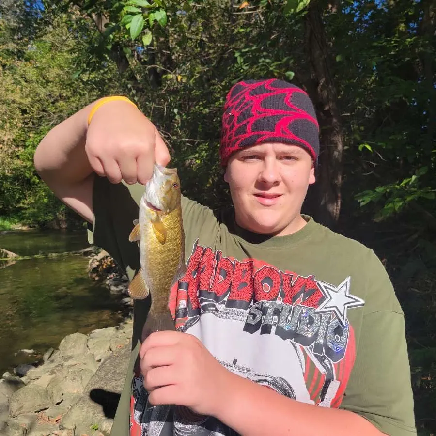 The most recent Smallmouth bass catches on Fishbrain