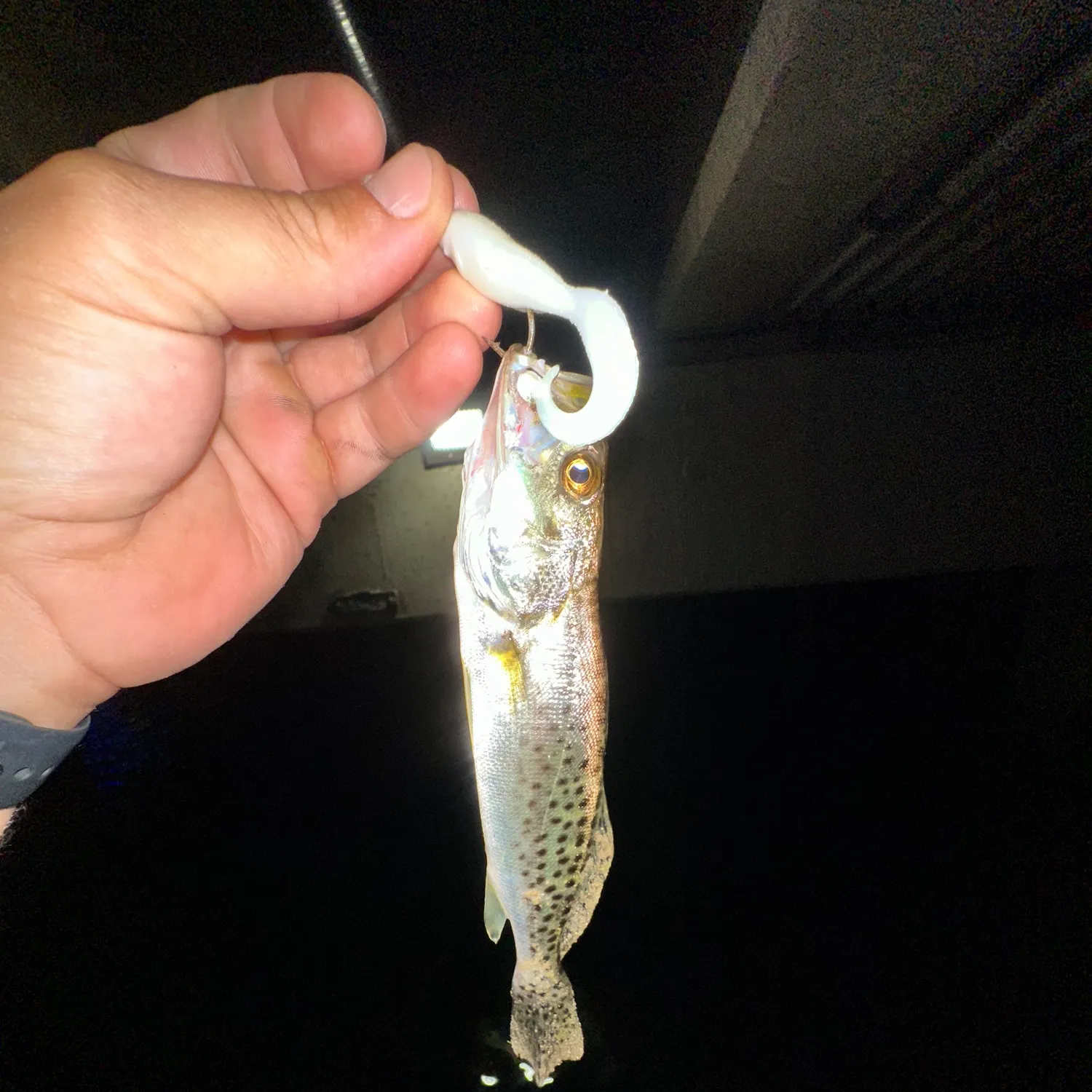 Spotted seatrout caught on Fishbrain