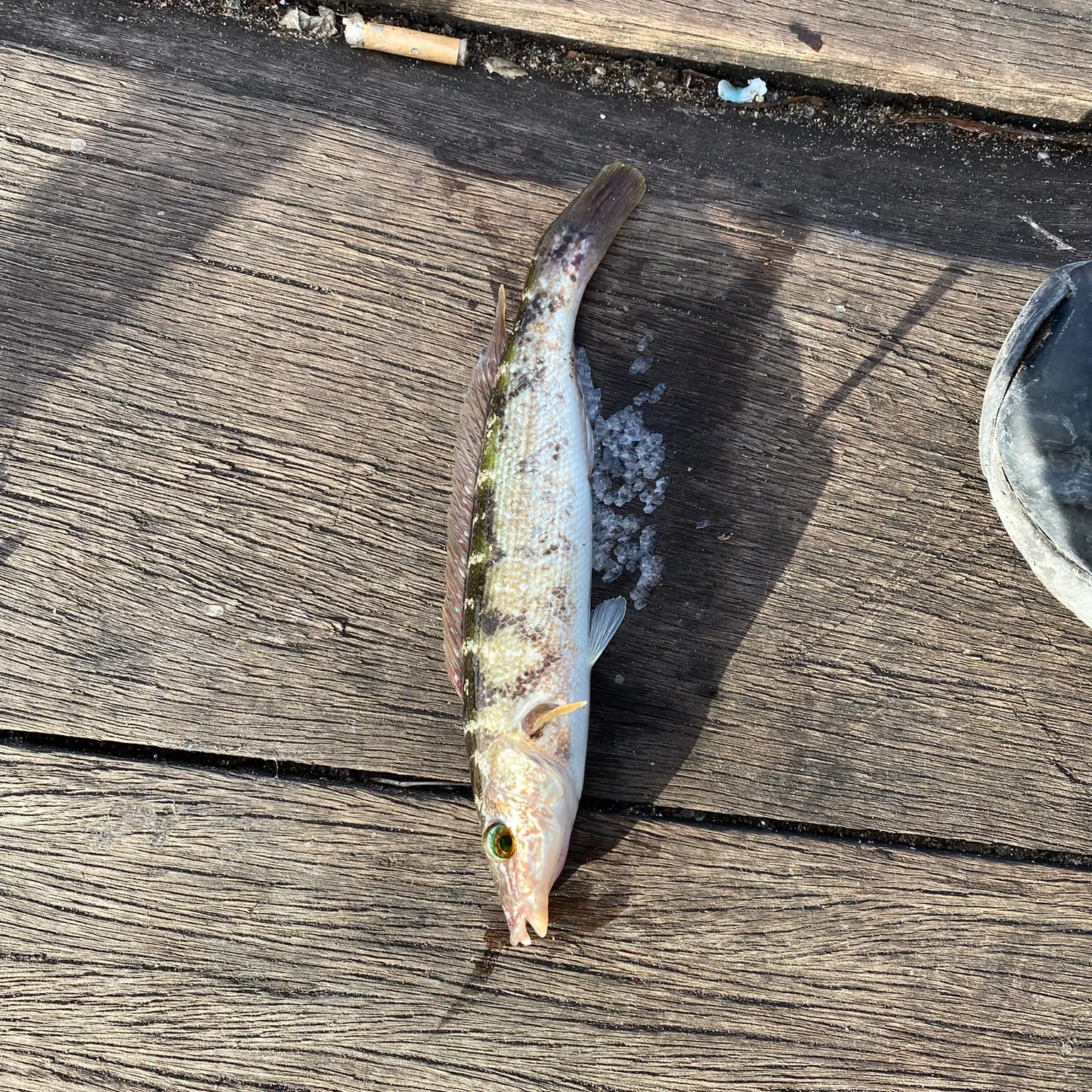 The most recent Blue weed whiting catches on Fishbrain