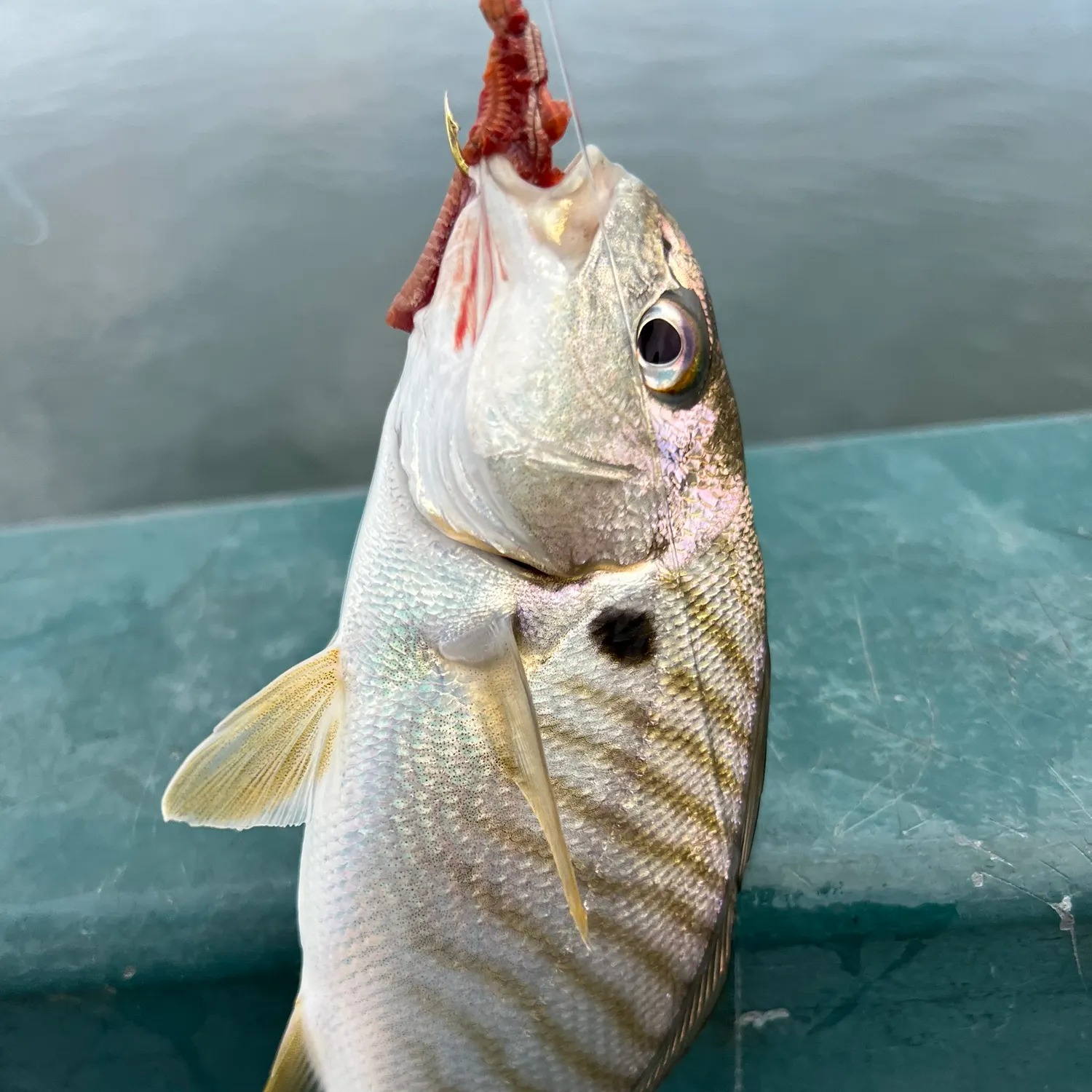 Spot croaker caught on Fishbrain