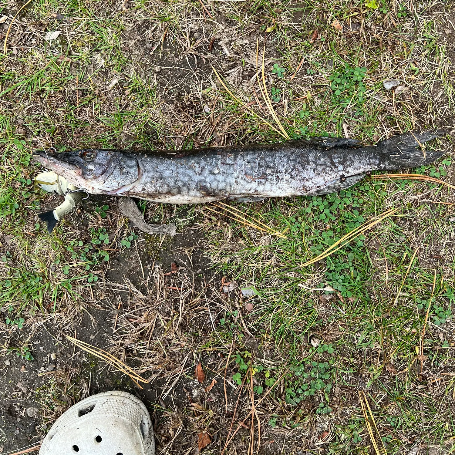 Chain pickerel caught on Fishbrain