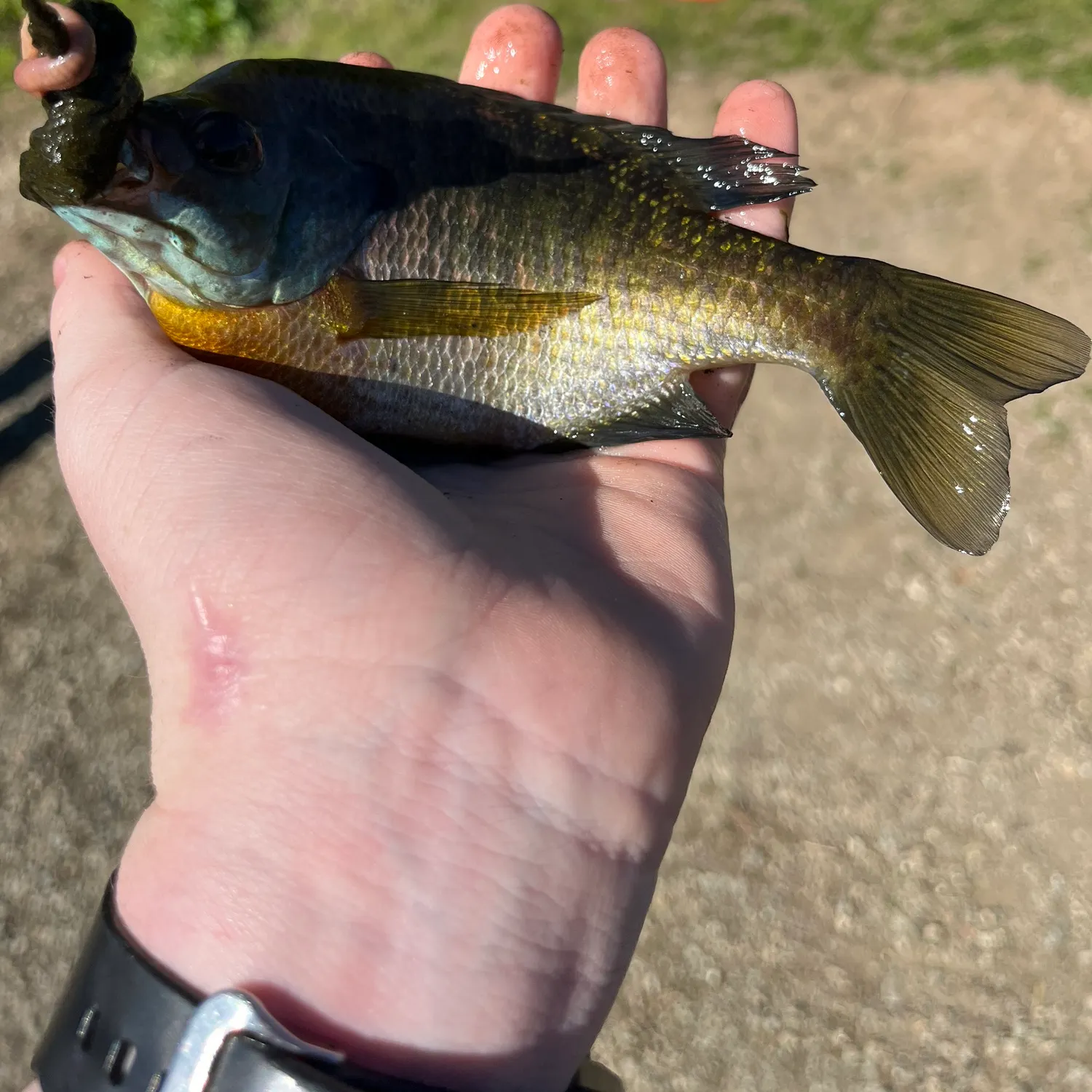 catch