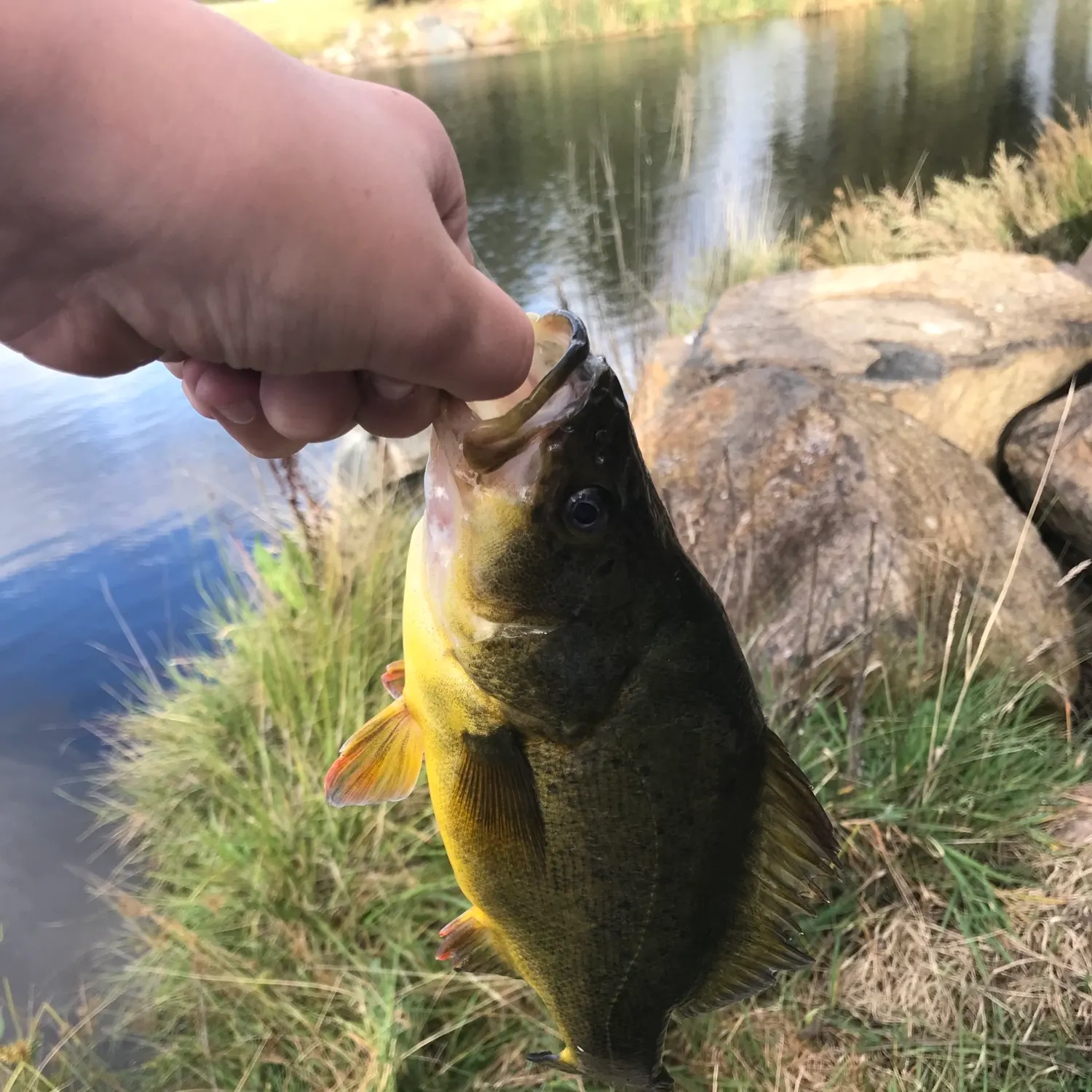 The most recent Golden perch catches on Fishbrain