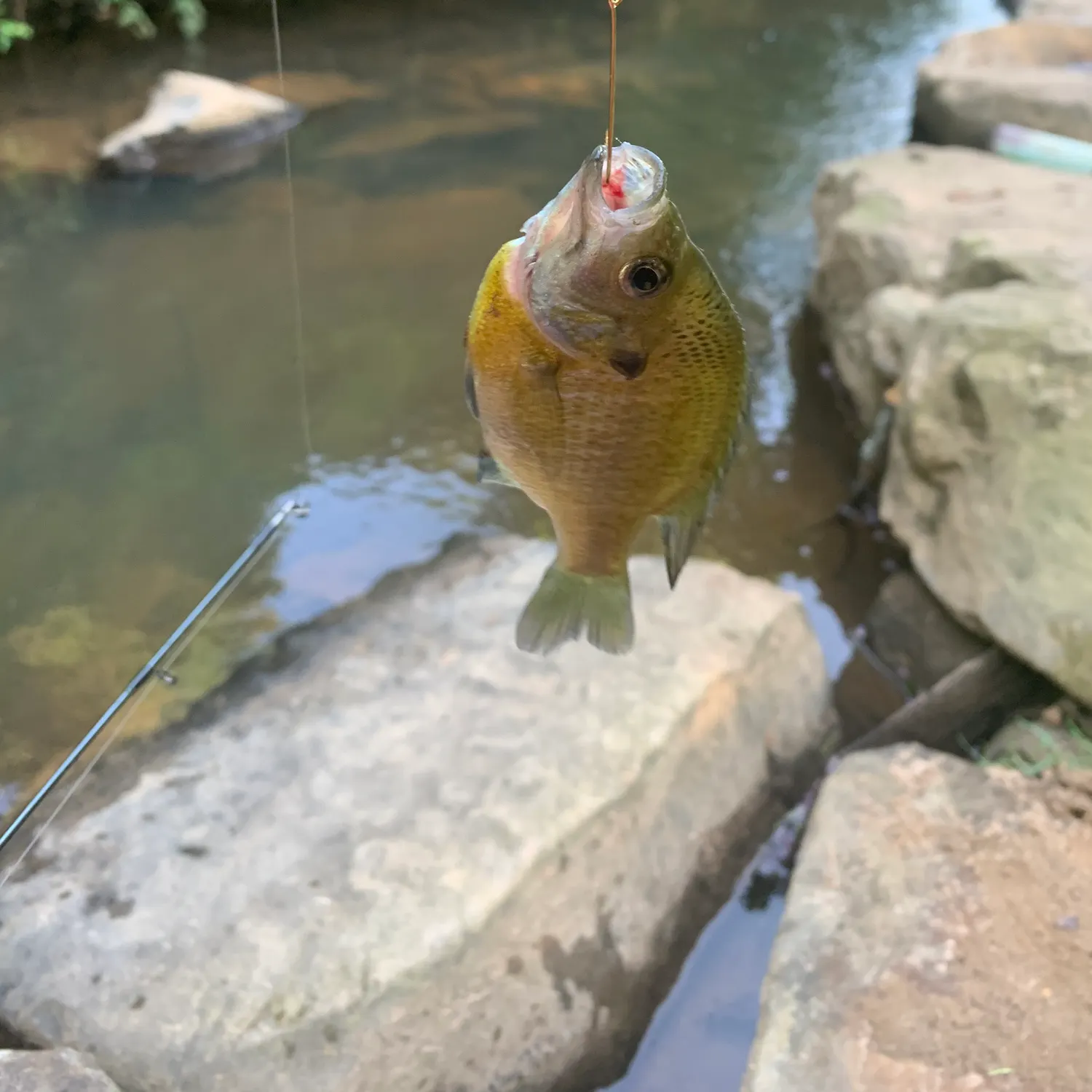 Bluegill caught on Fishbrain